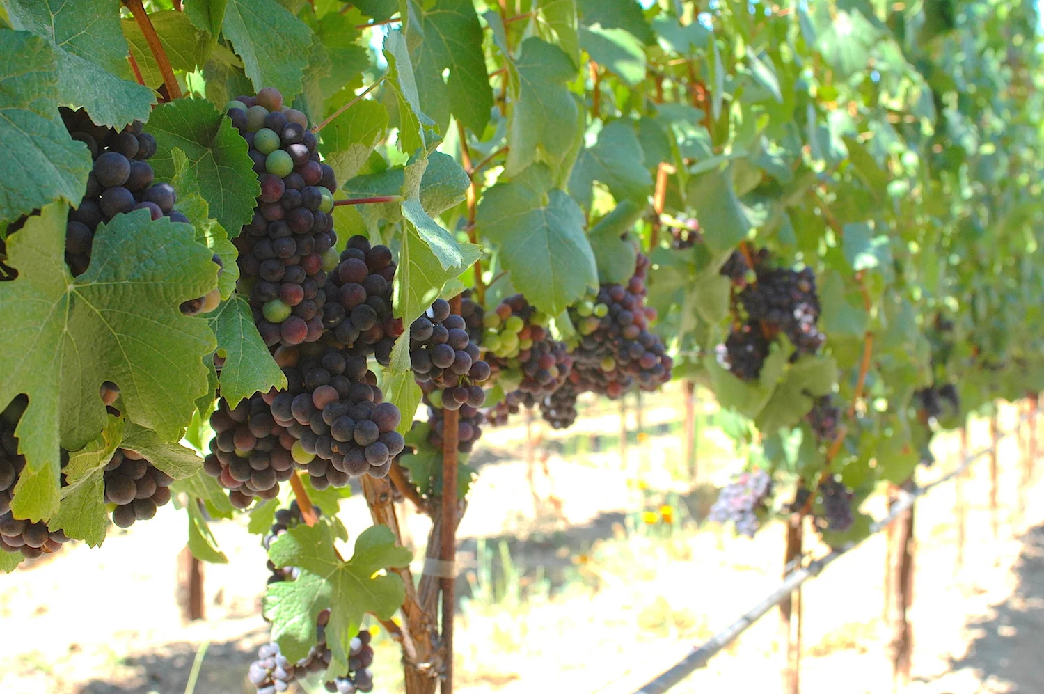 Varietals_banner.jpeg