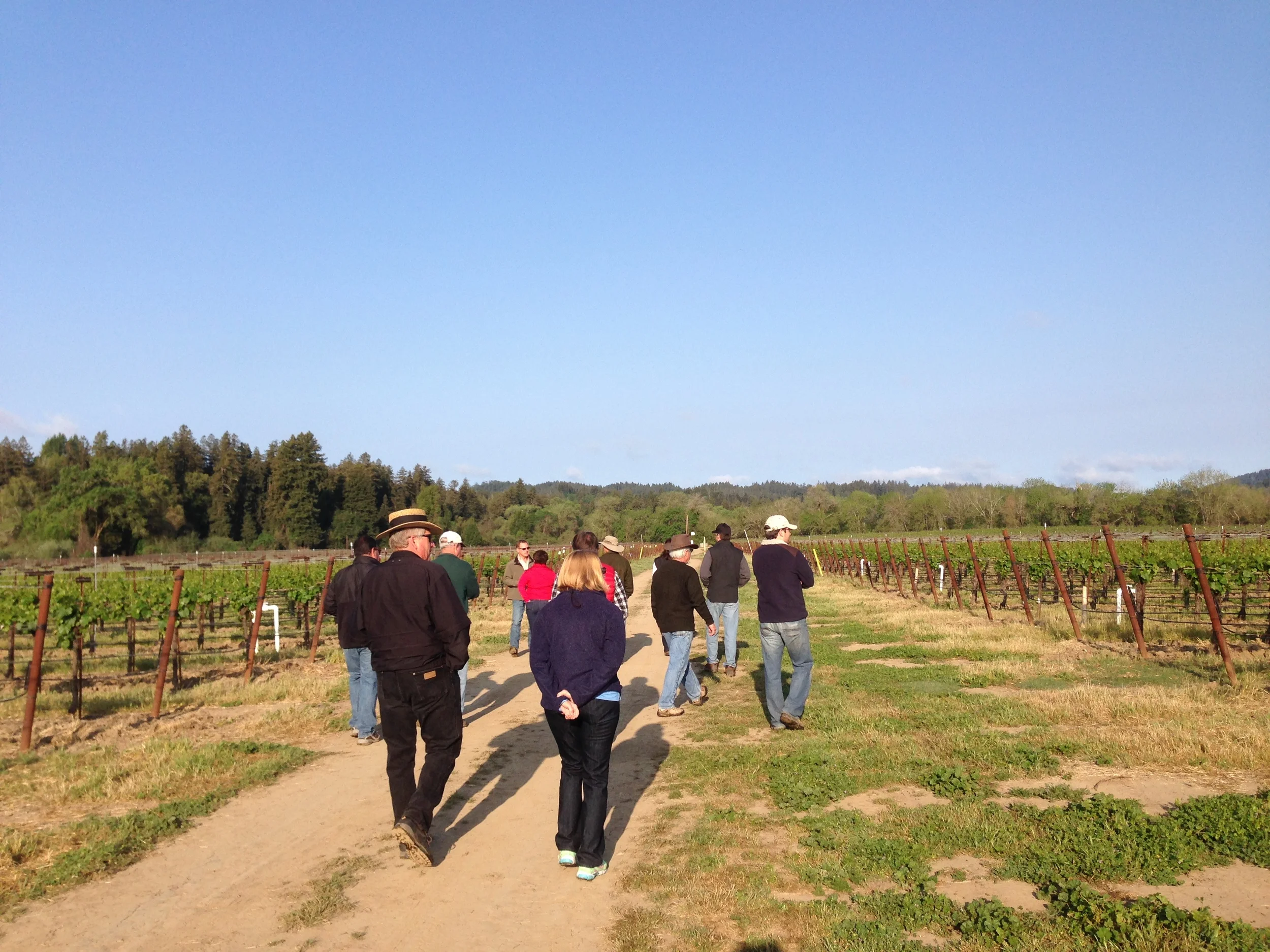 An Educational Vineyard Walk in the Russian River Valley