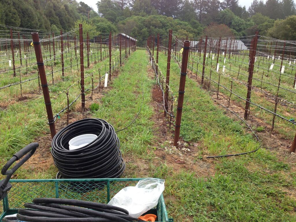 2ndIrrigationLine_GantzFamilyVineyards.jpg