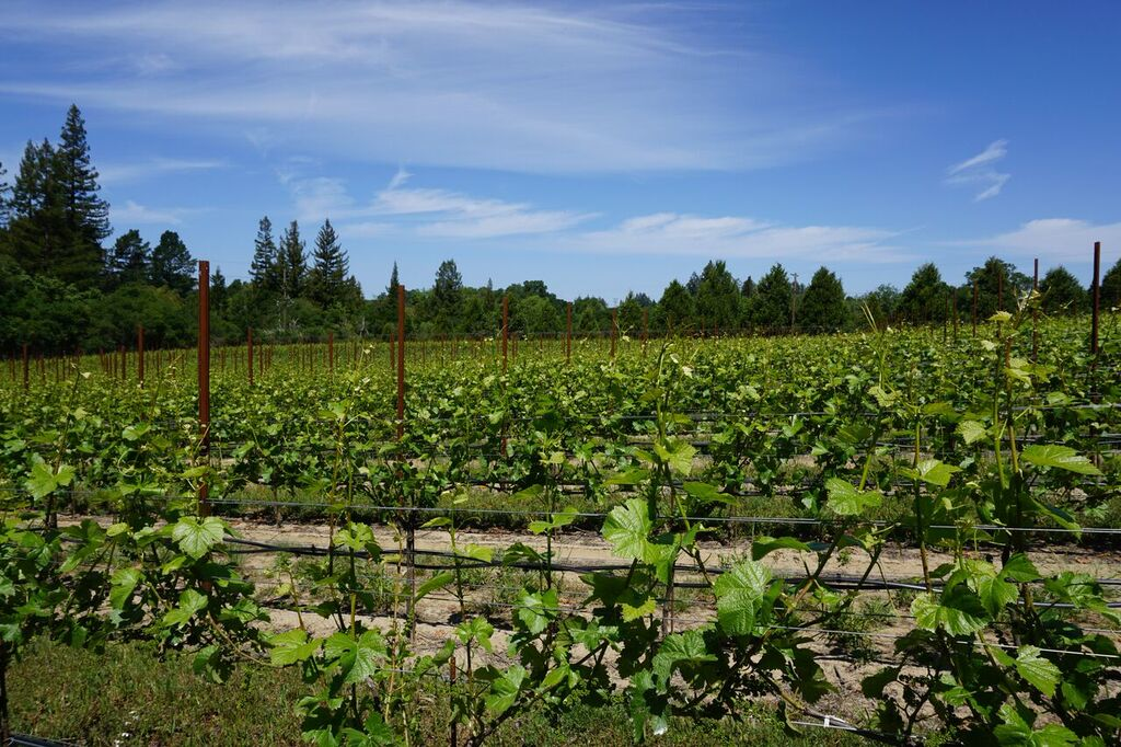 Vineyard_GantzFamilyVineyards.jpg