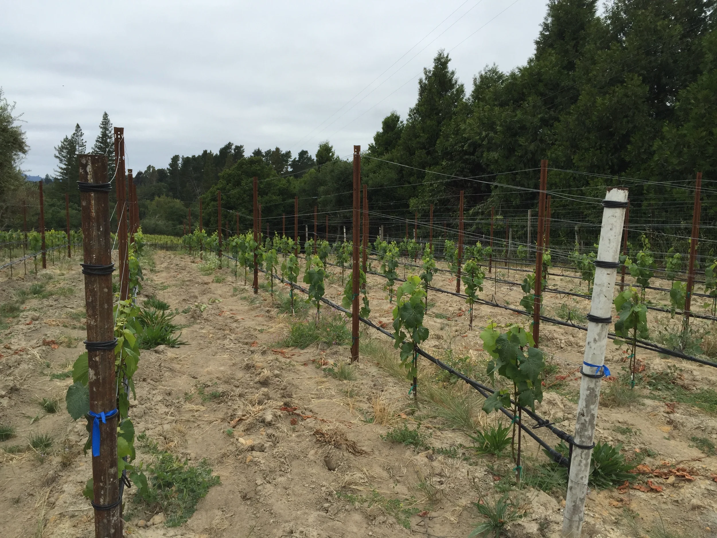 Rows of well-trained trunks in Celeste's block at Gantz Family Vineyards