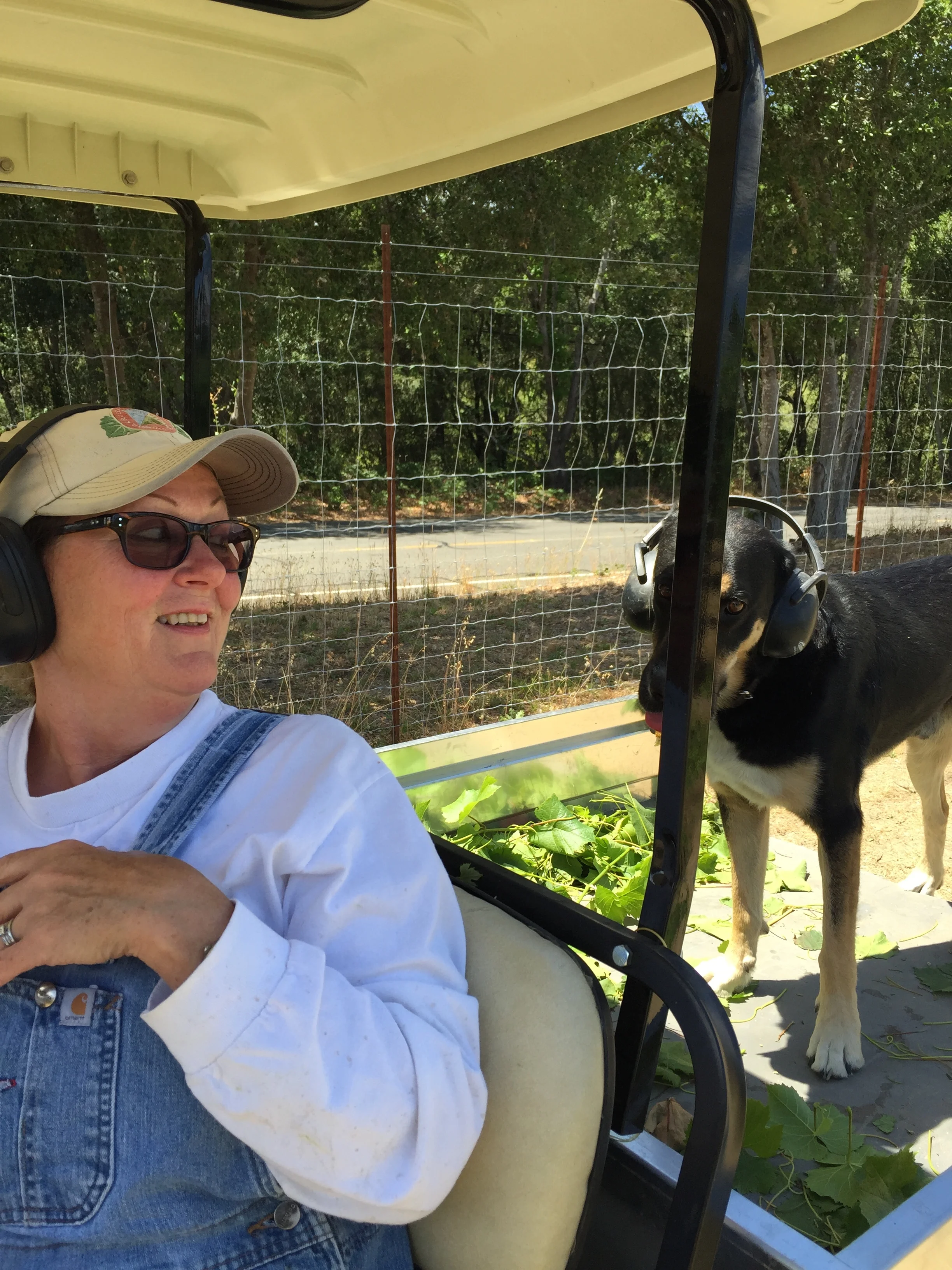 Inventive Hedging at Gantz Family Vineyards