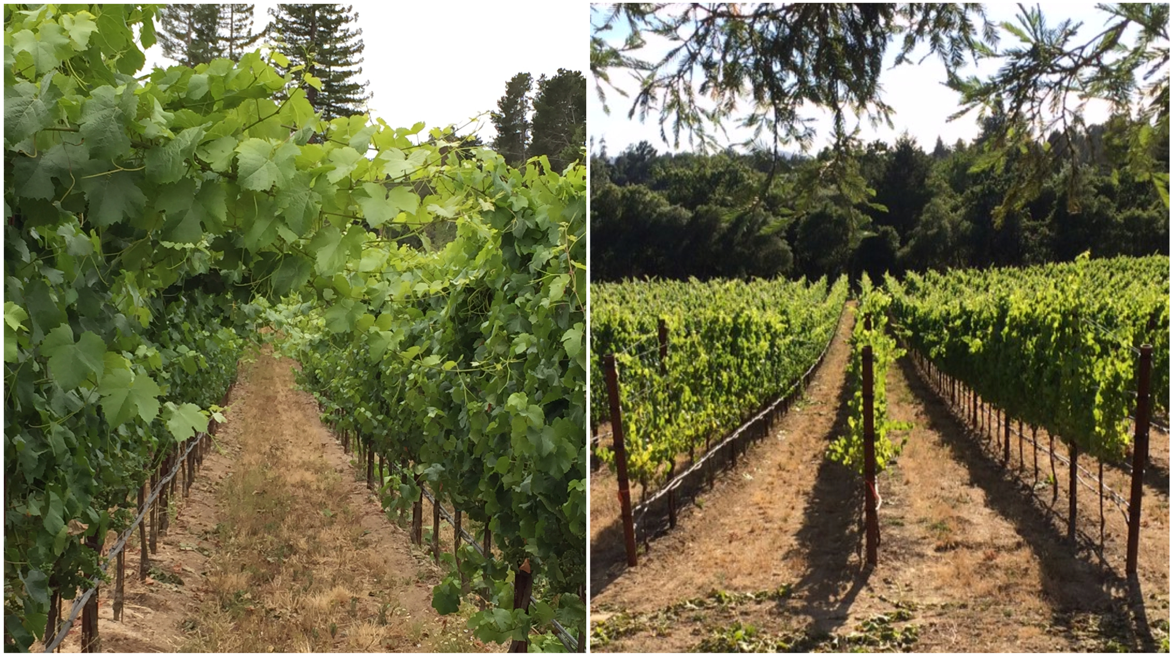 Before and after hedging