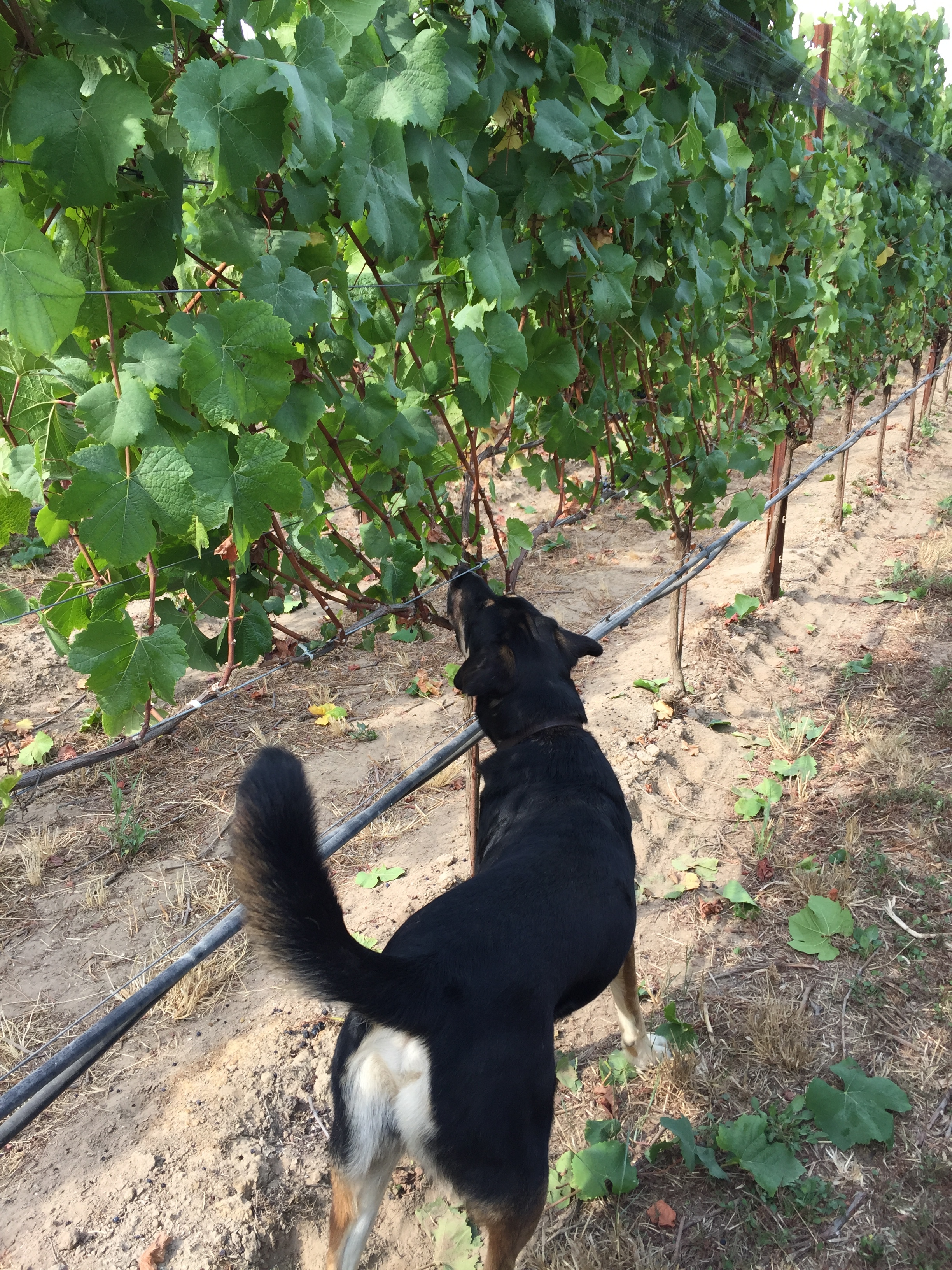 Jake: "Where'd the grapes go?"