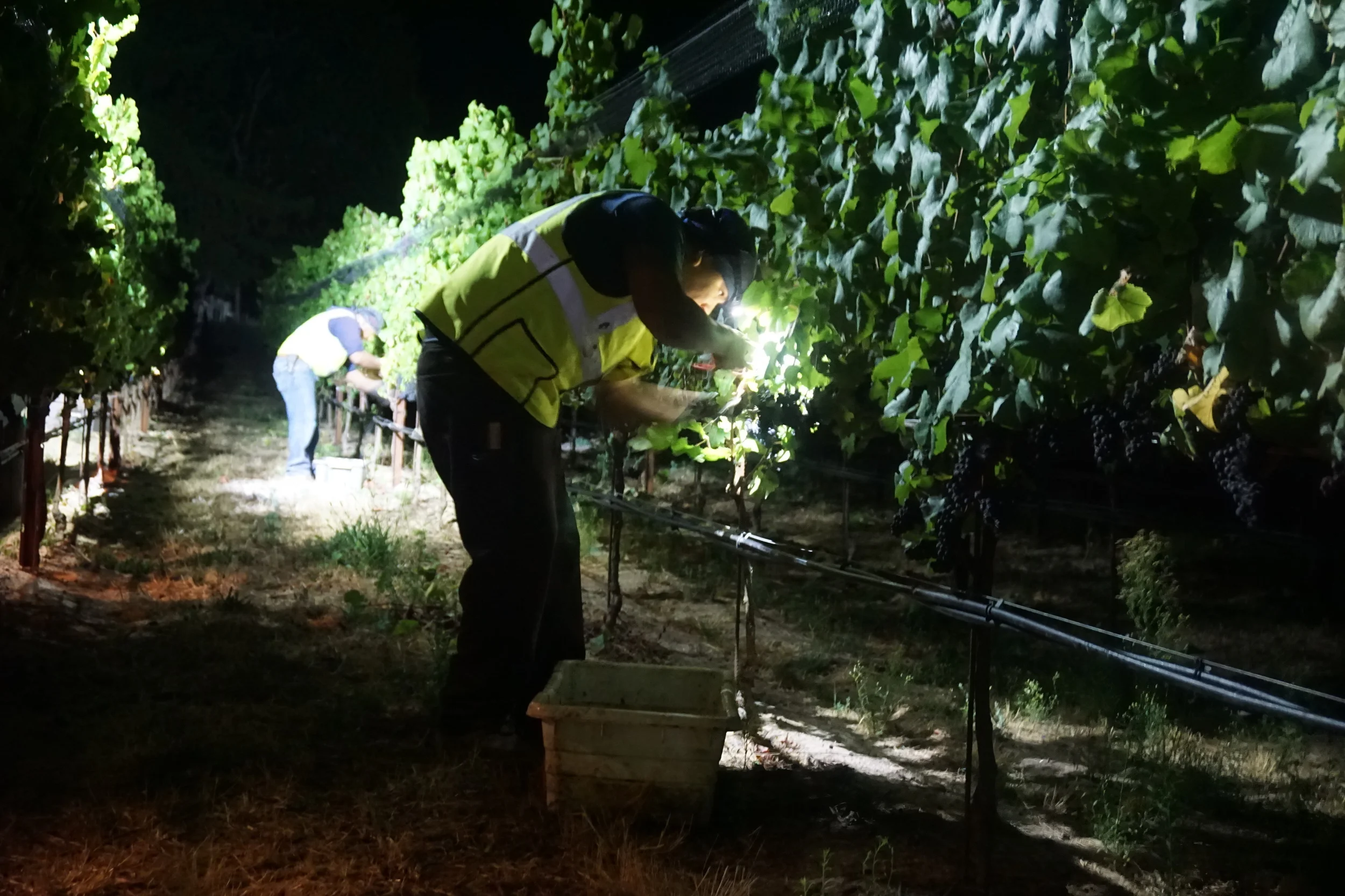 Third Harvest at Gantz Family Vineyards