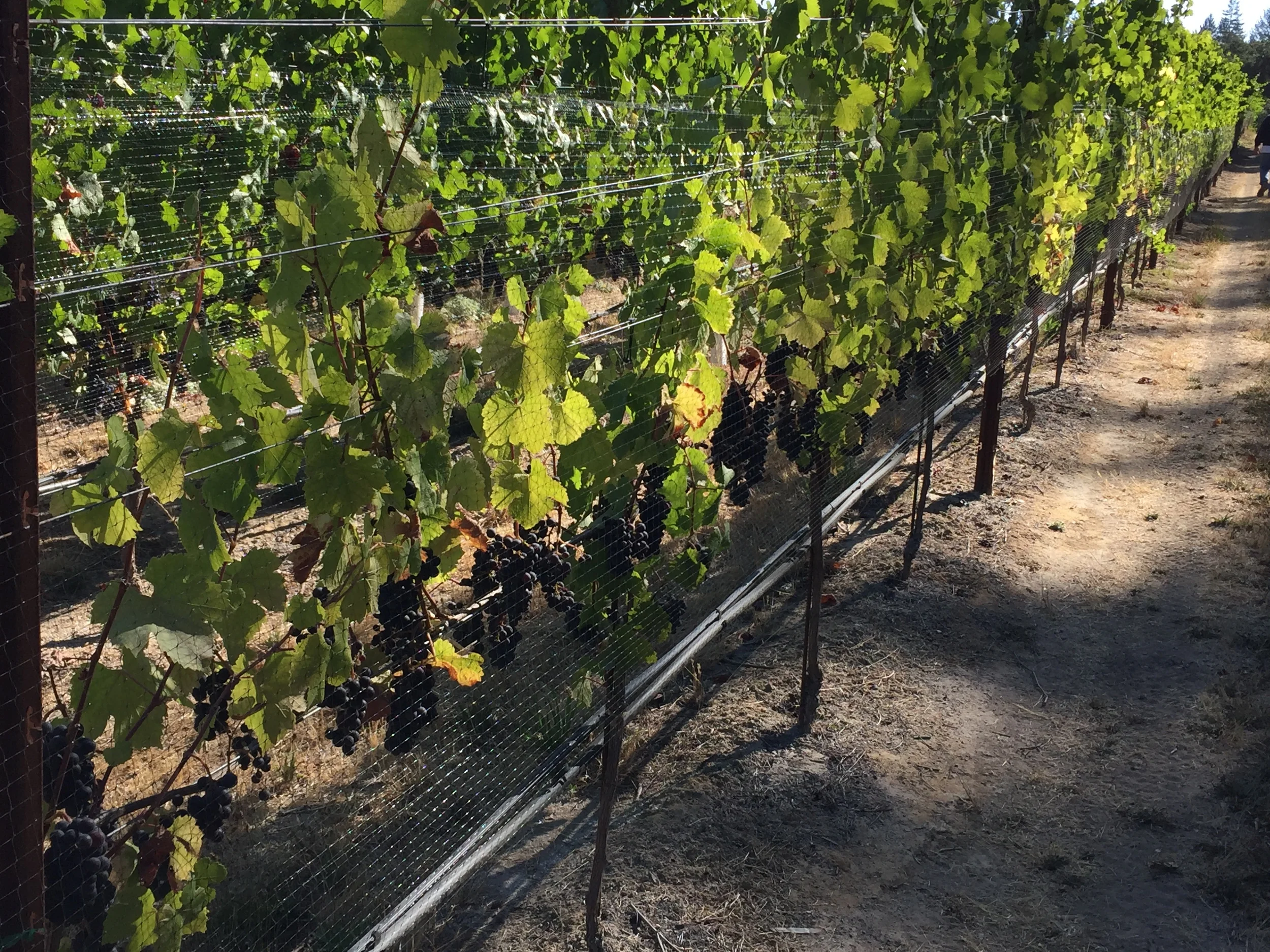 Irrigation Challenges on the Vineyard