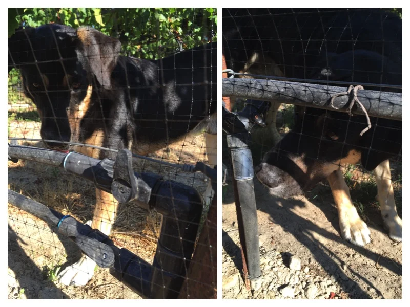 Jake helping switch the irrigation lines.