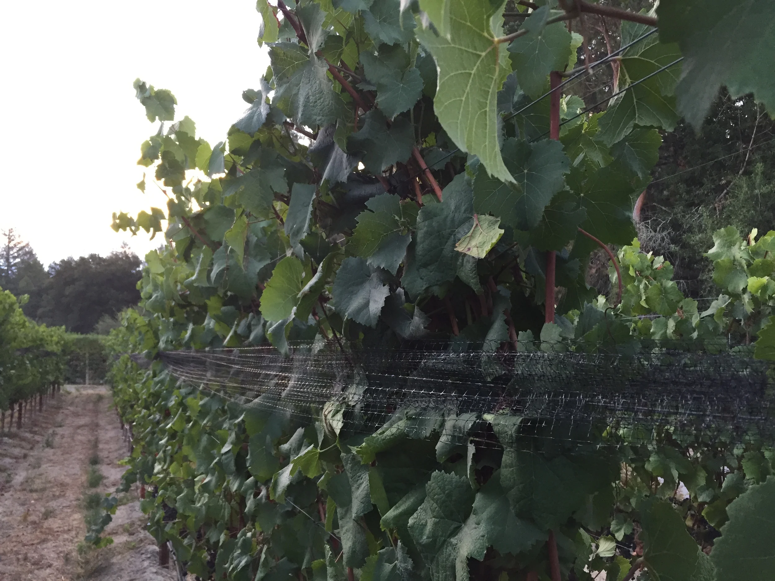 Post-Harvest Work at Gantz Family Vineyards