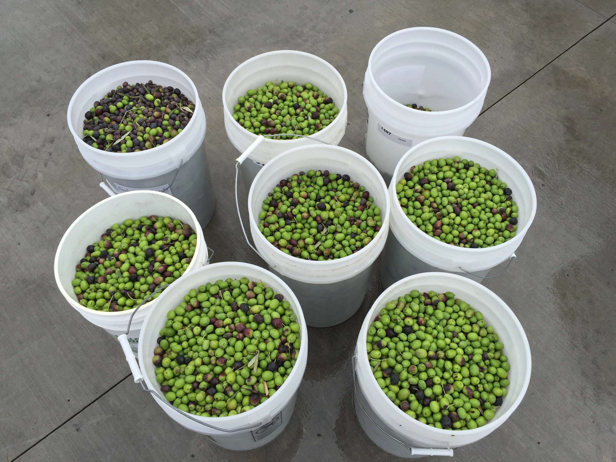 Successful Inventions Speed Up Olive Harvest
