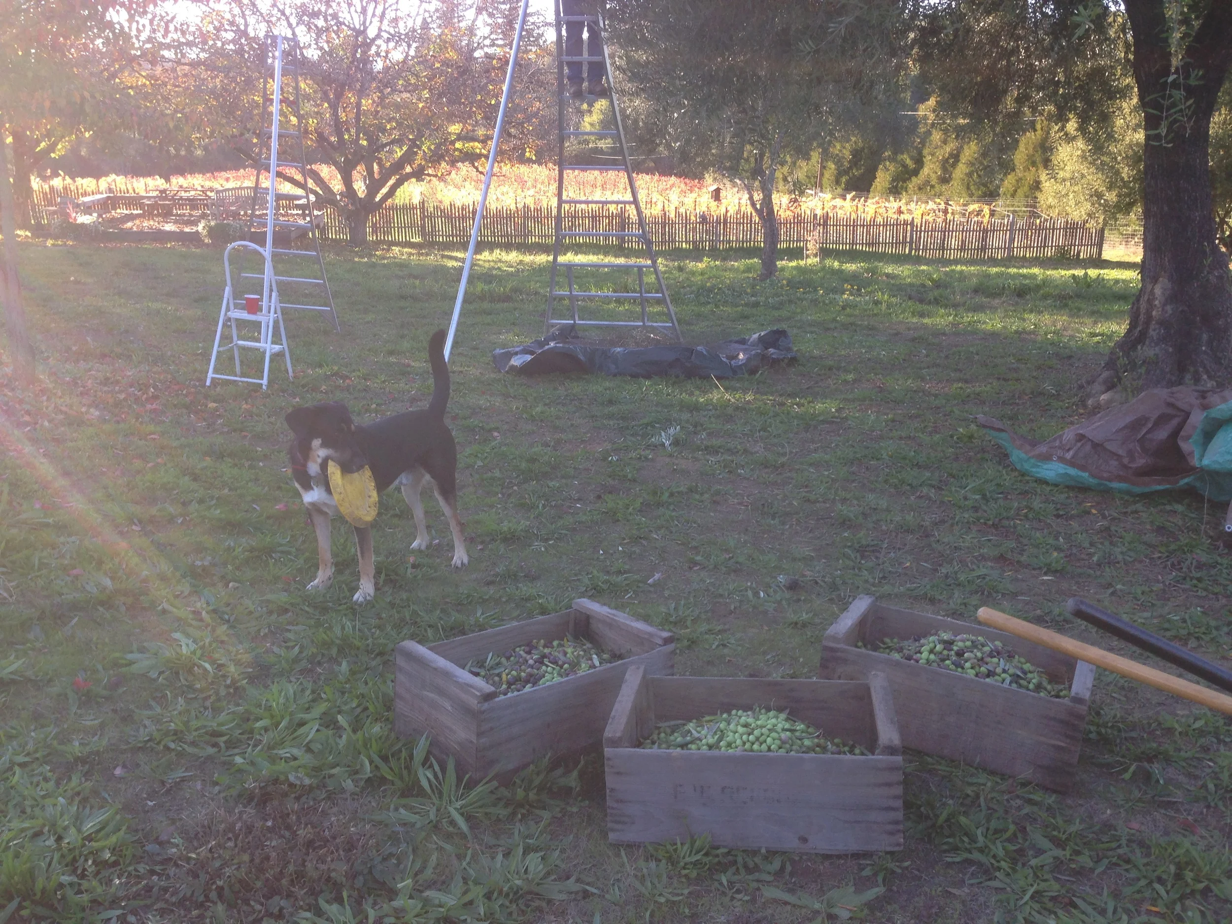 Olive Picking and Pressing: A New Tradition