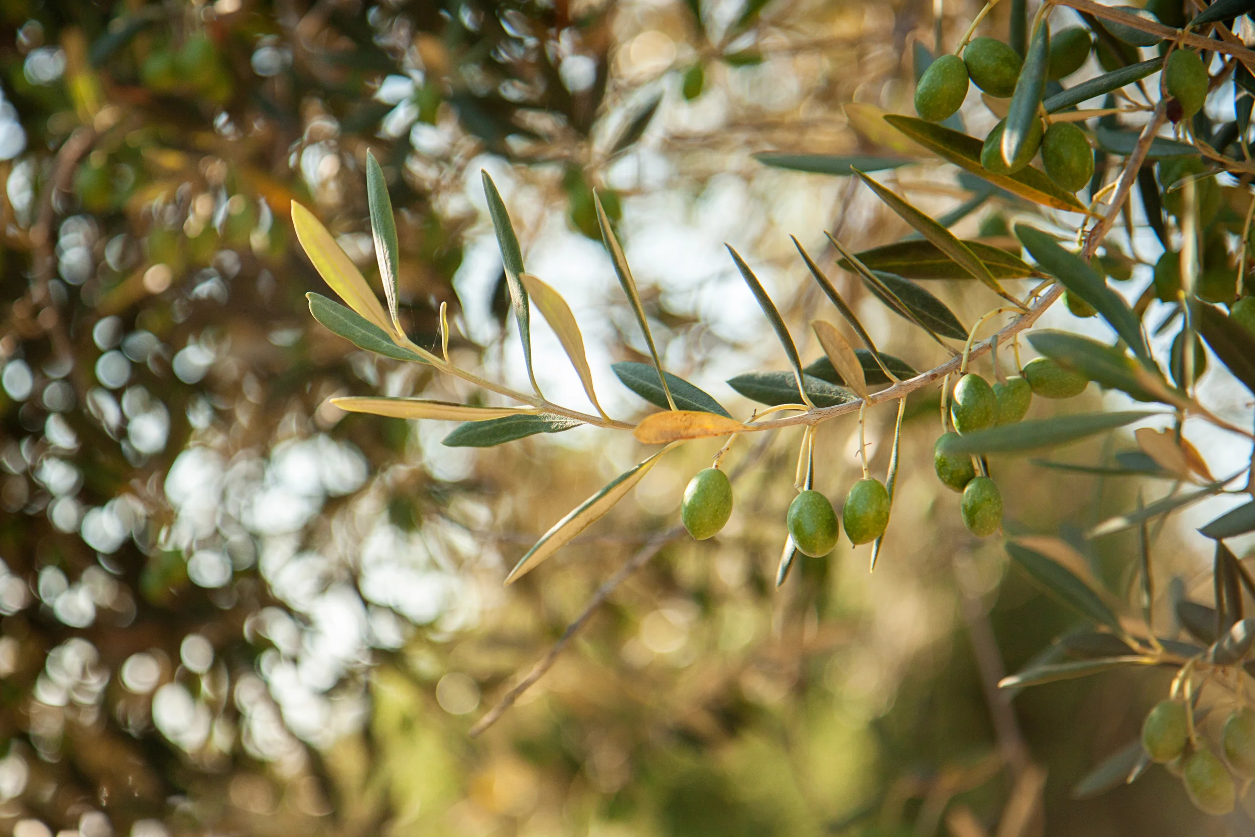 Fruit Flies Infest Sonoma Olive Harvest