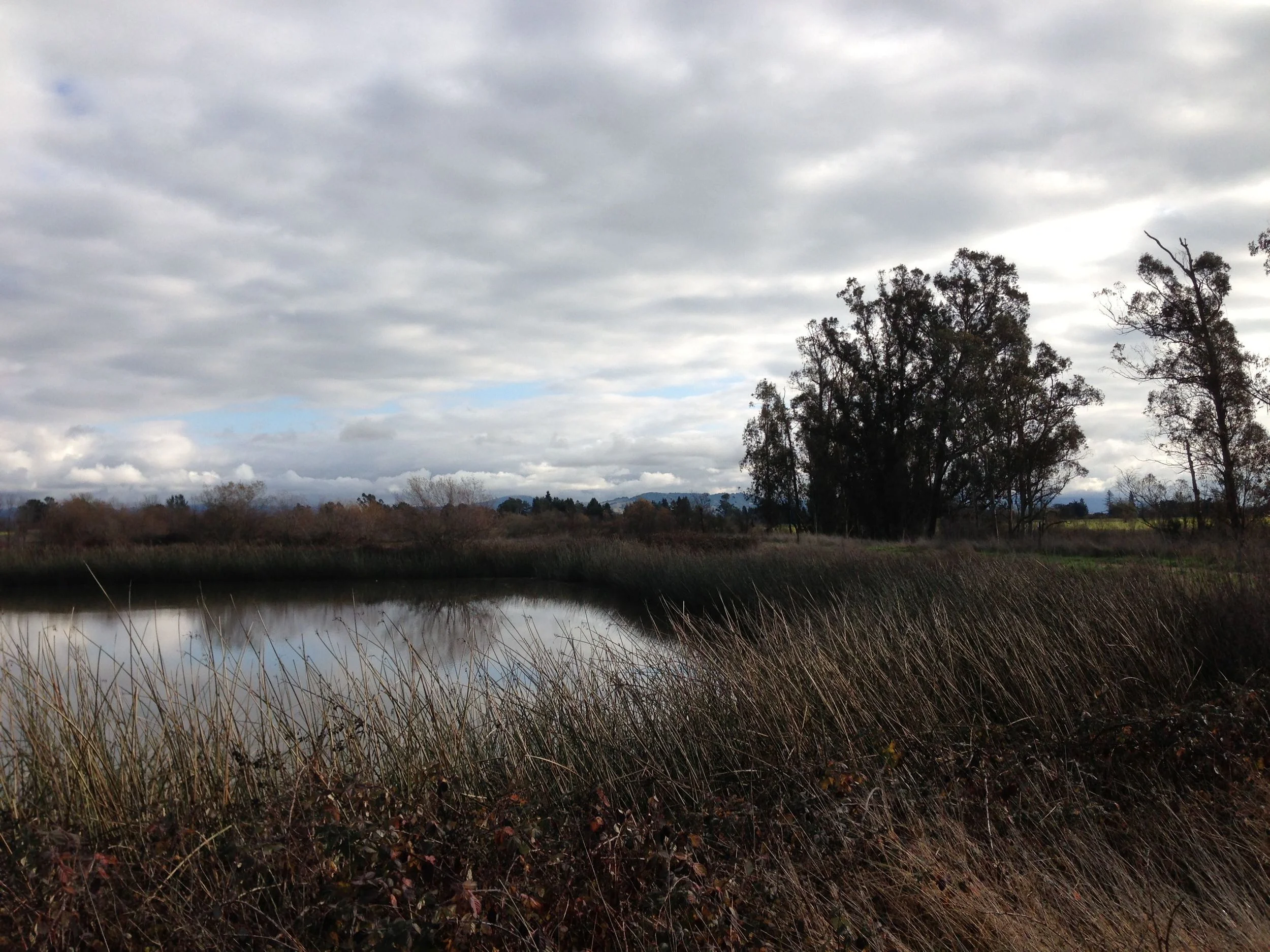 Give to Help Sonoma County Wetland: the Laguna de Santa Rosa