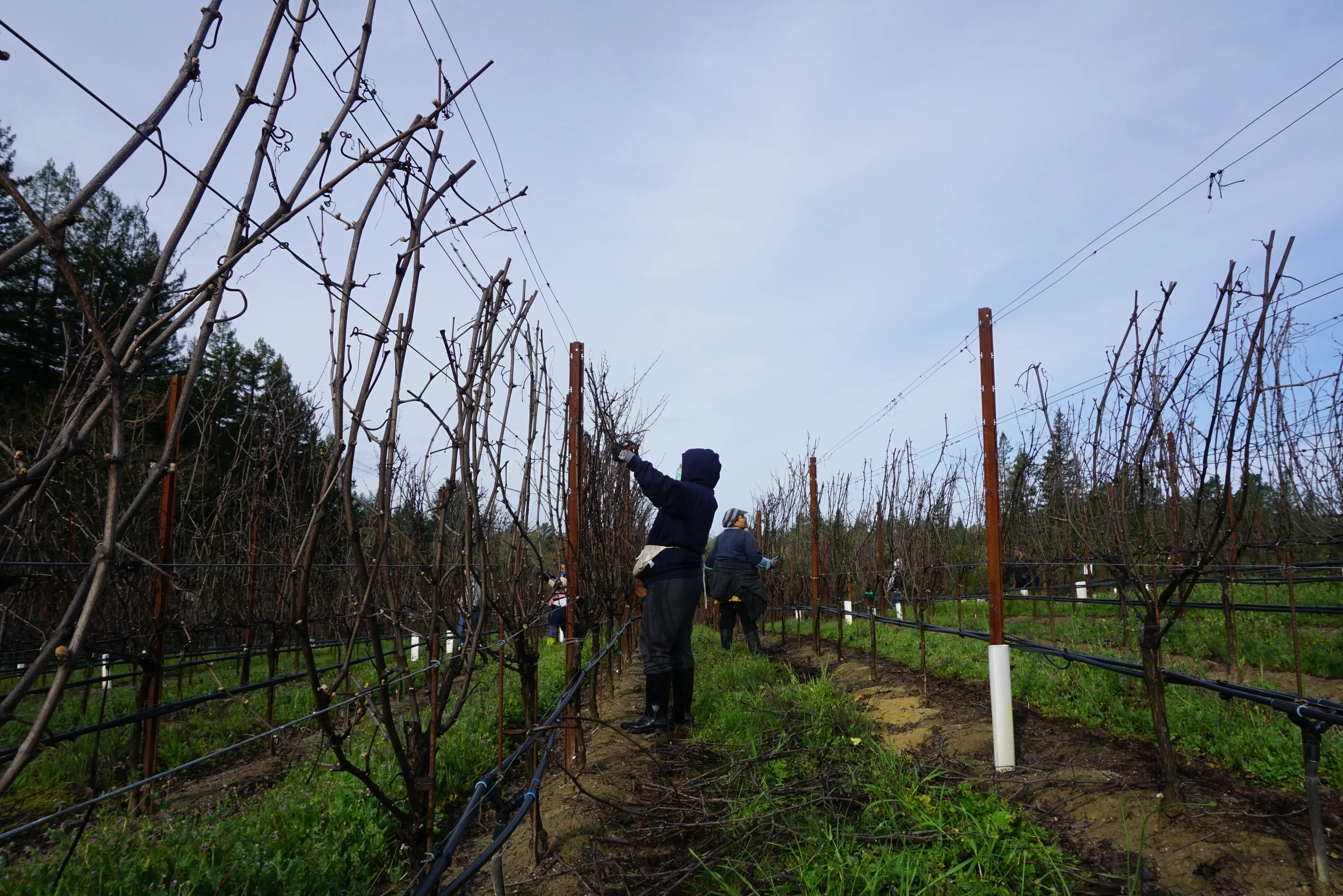 Pruning Begins 2016 Growing Season