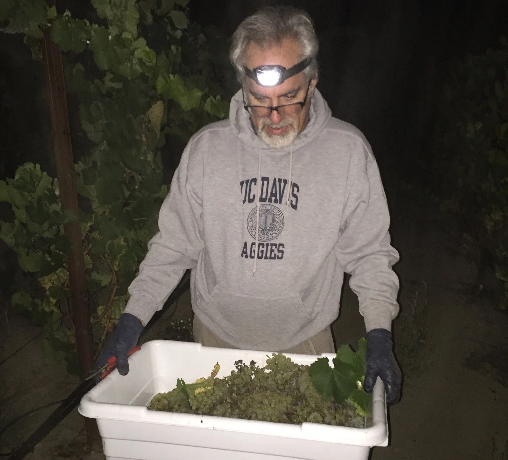 Chardonnay_GantzFamilyVineyards.jpg