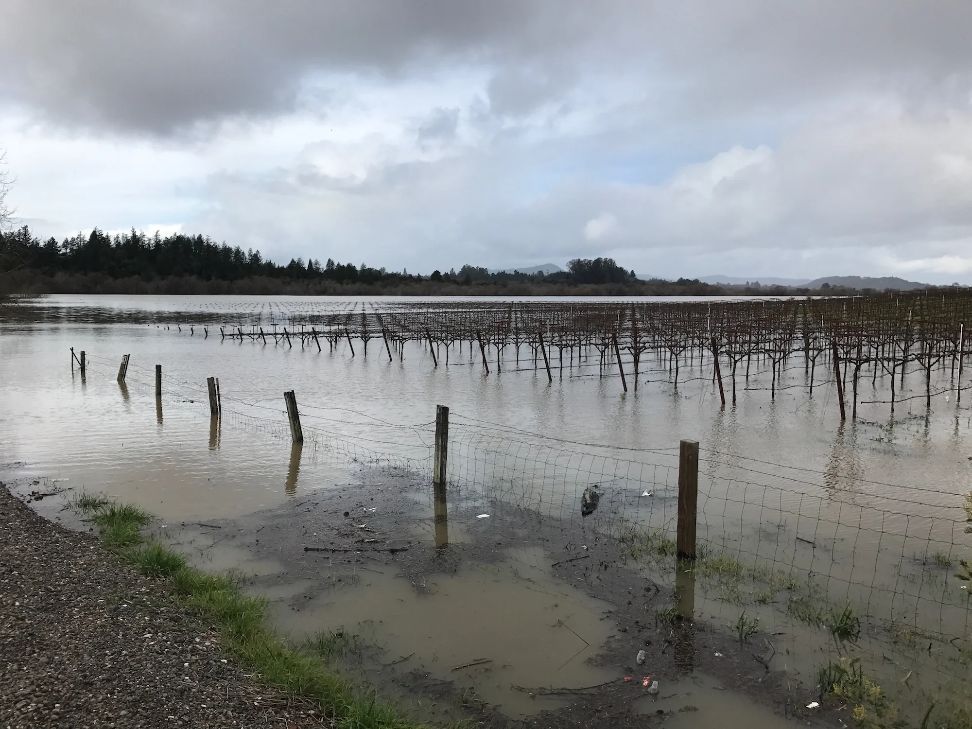 RainRussianRiverValley_GantzFamilyVineyards.jpg