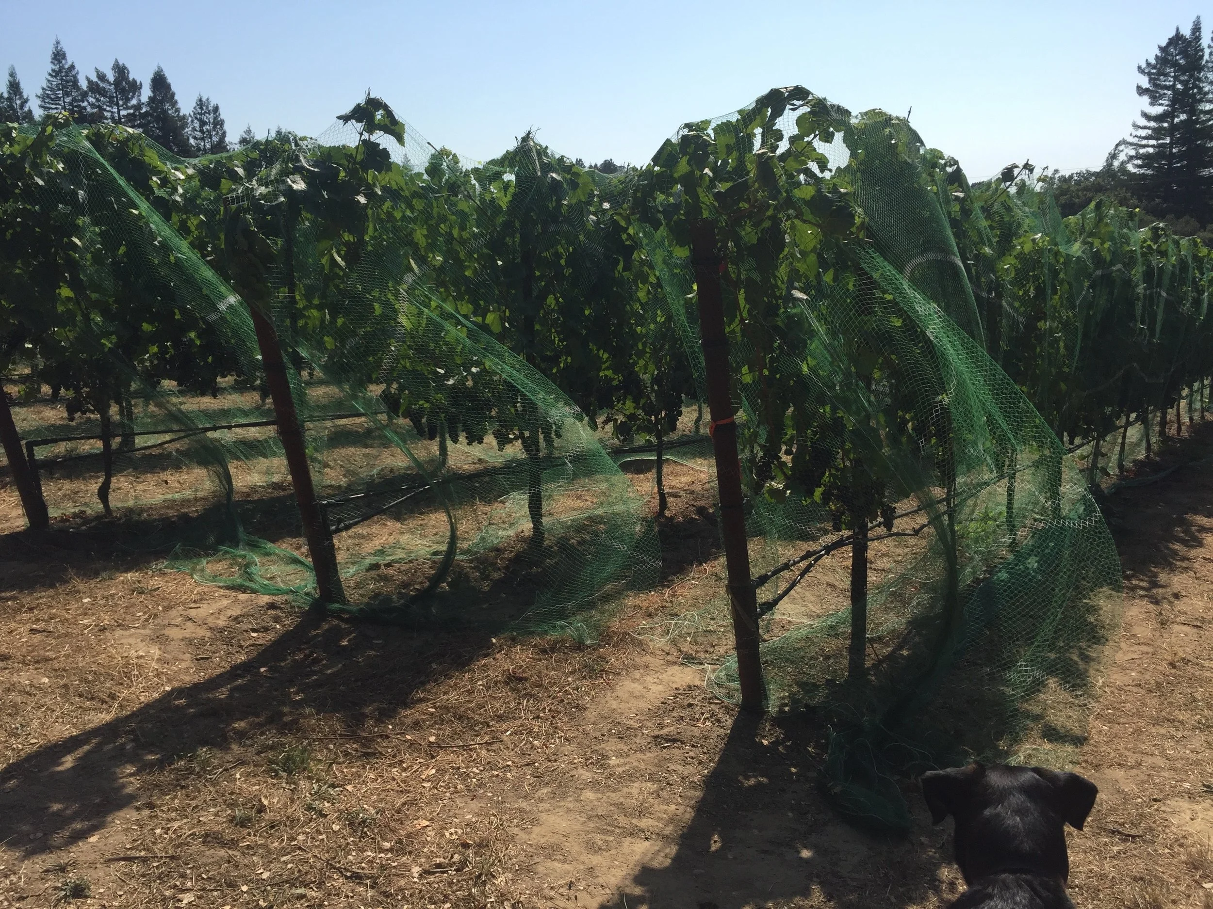 Birdnetting2017_GantzFamilyVineyards.jpg