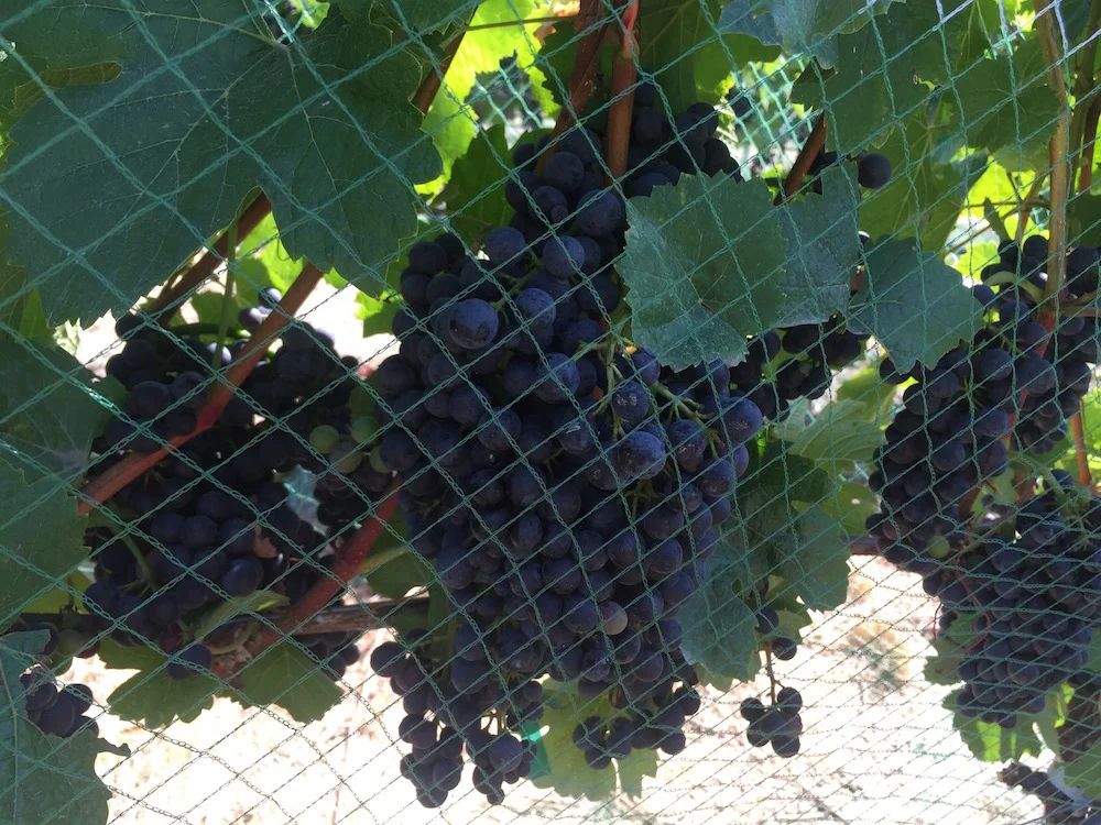 Bird Netting Revisited