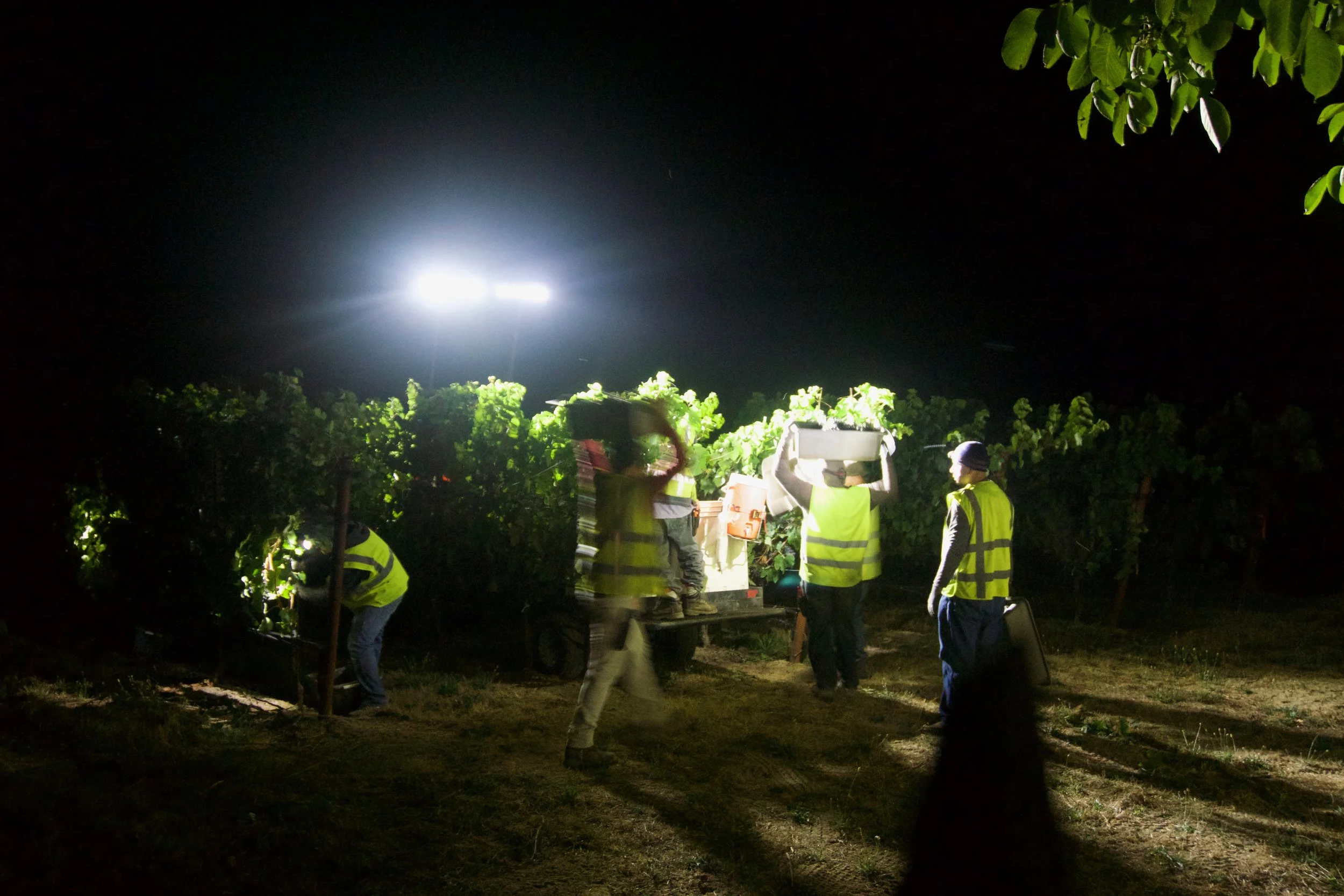 Harvest 2017 at Gantz Family Vineyards