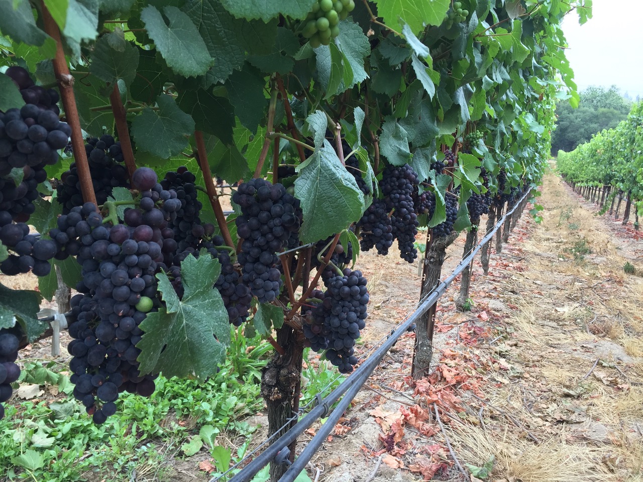 Our Pinot Noir fruit from 2018.