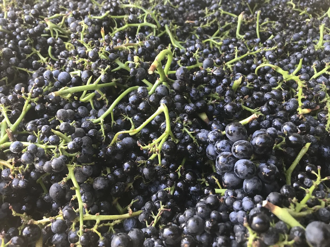 Harvest 2019 at Gantz Family Vineyards