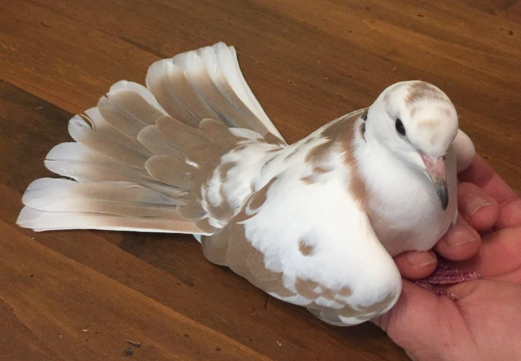 dovetail_small.jpg