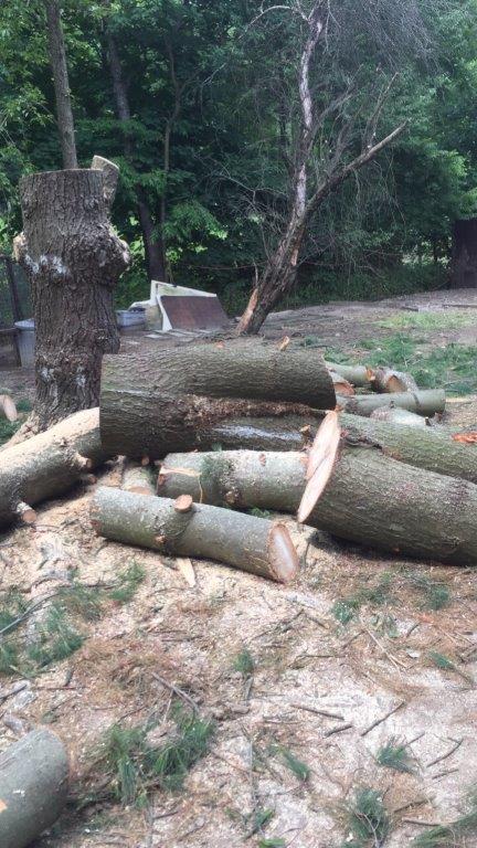 Downed Pine Tree_small.jpg