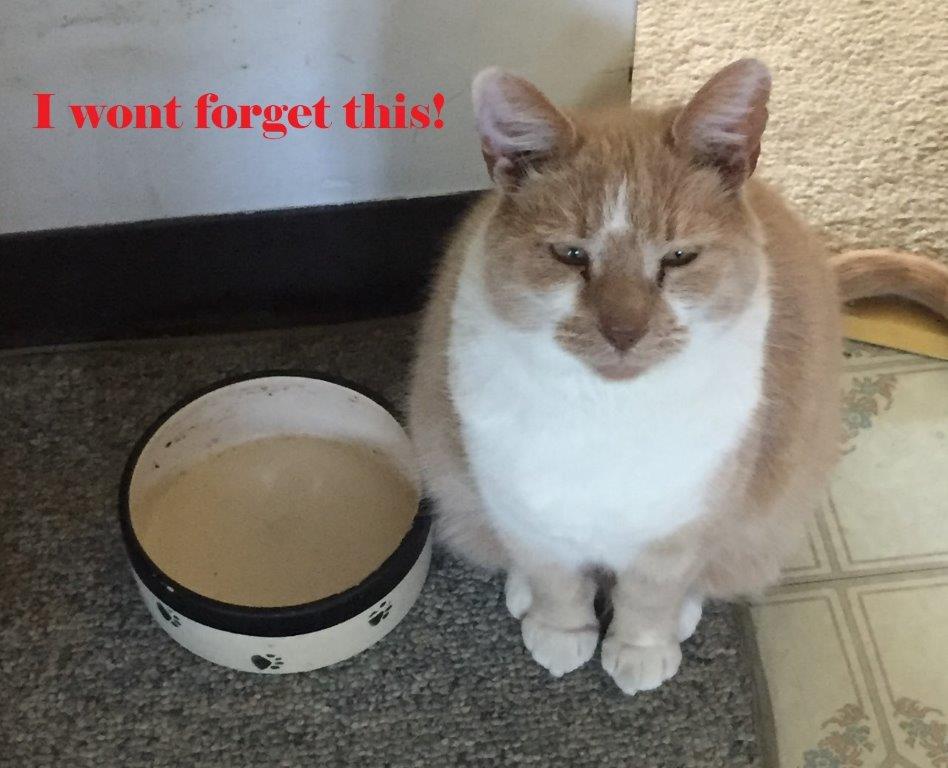 Cat Bowl Cropped Small.jpg