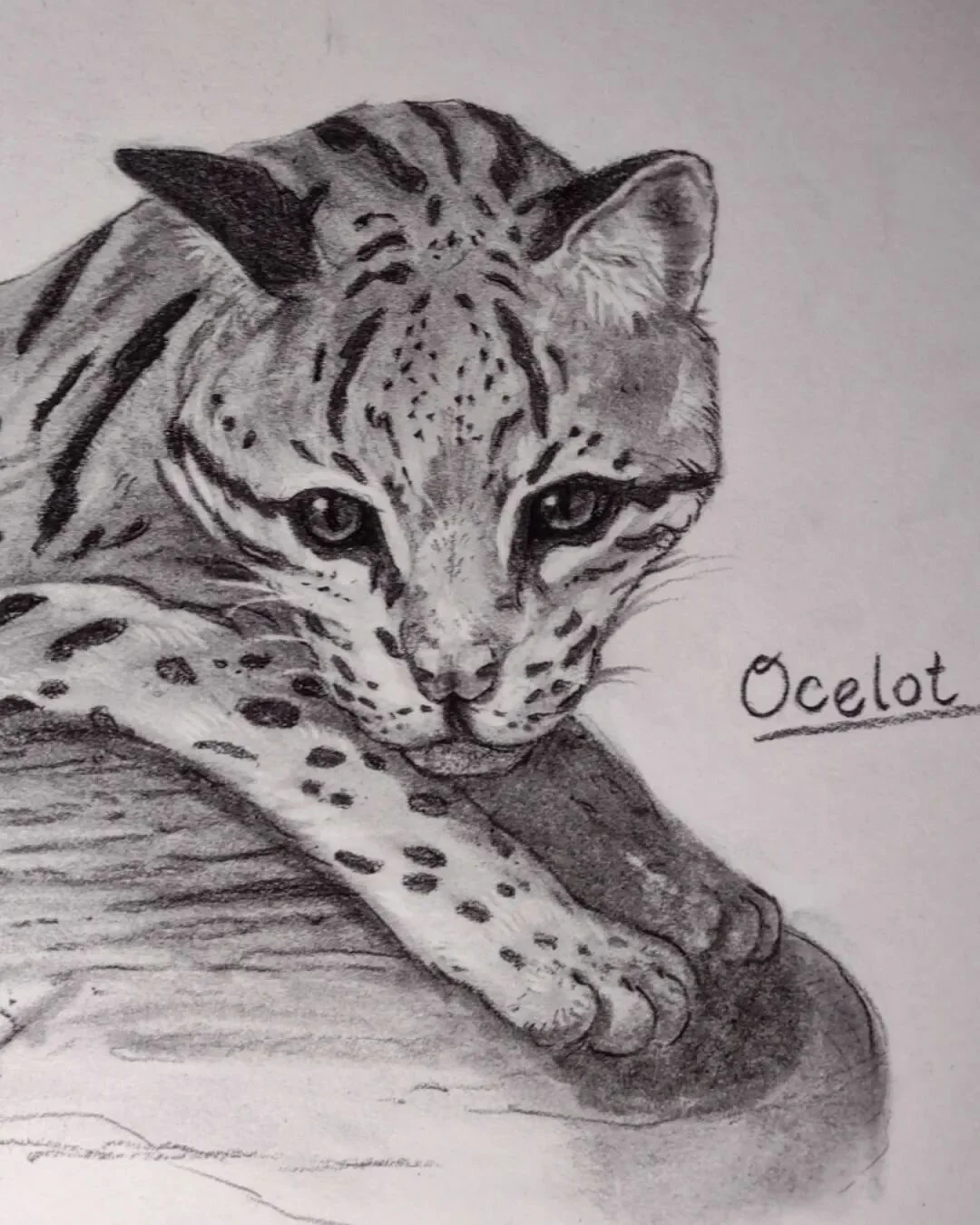 I moved to Austin Texas back in 2020 and there is so much local wildlife for me still to learn about and draw. For #VulnerableAnimalsWeek2022 I'll be drawing Texas animals that deserve our attention! 

The ocelot population (TX) has been steadily dec