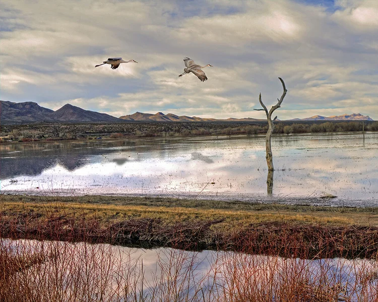 Bosque del Apache Reflections Ann Hallett 11 x14" matted & framed, $150 8 x 10" with white mat, $36