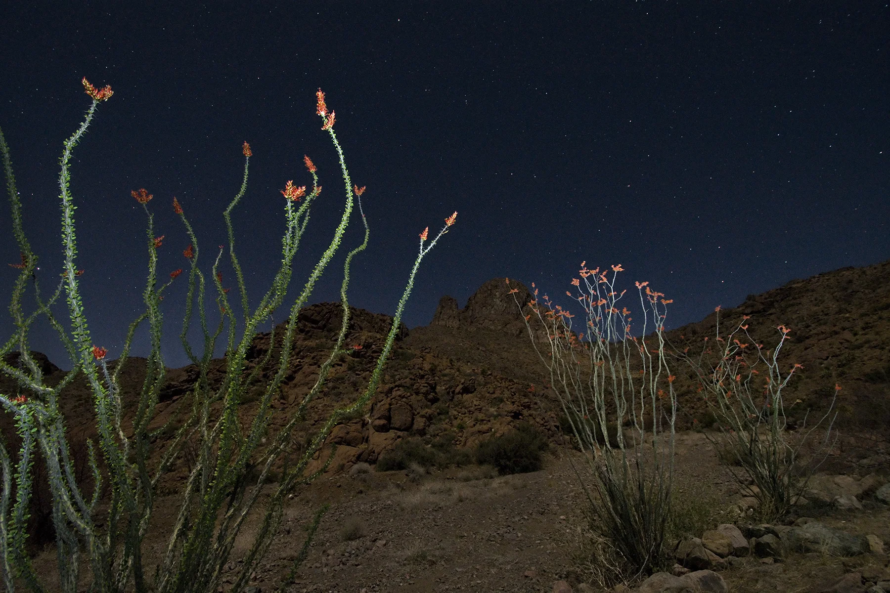 'Ocotillo Bloom by Starlight' , 2nd Place Landscapes, James Gale