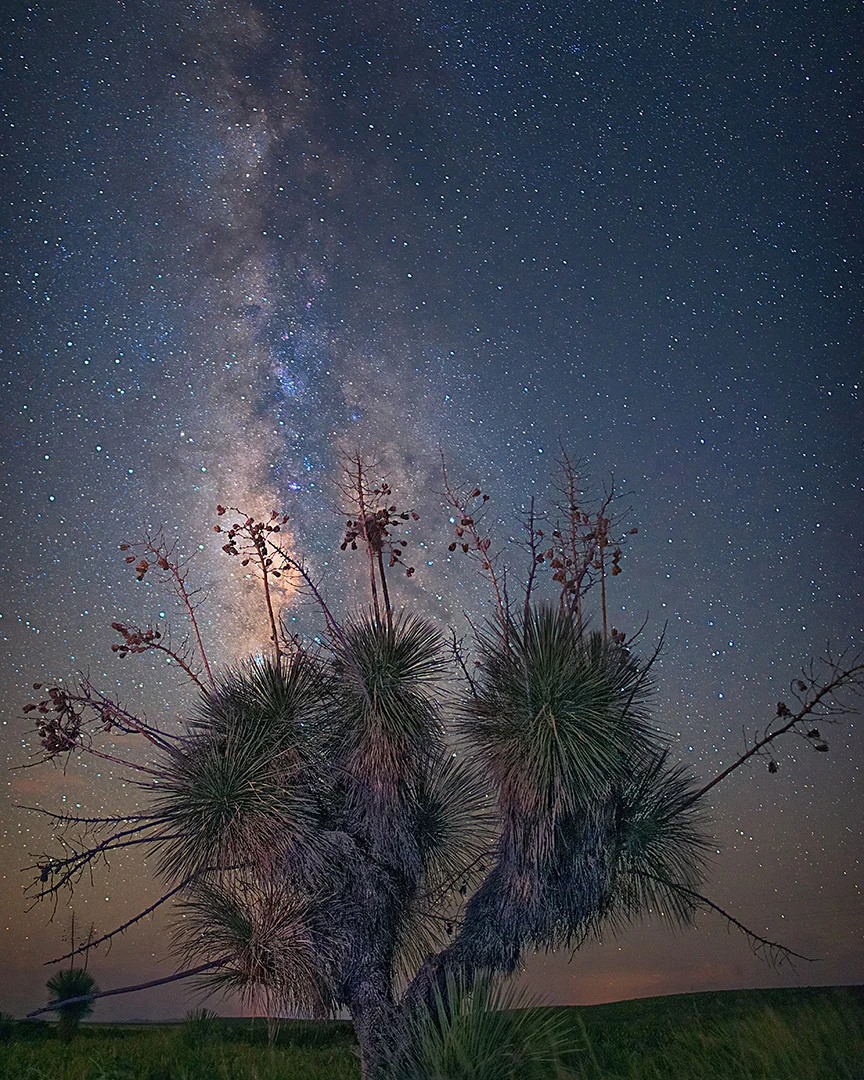 'Yucca Under the Milky Way' , 1st Place Landscapes, Victor Gibbs
