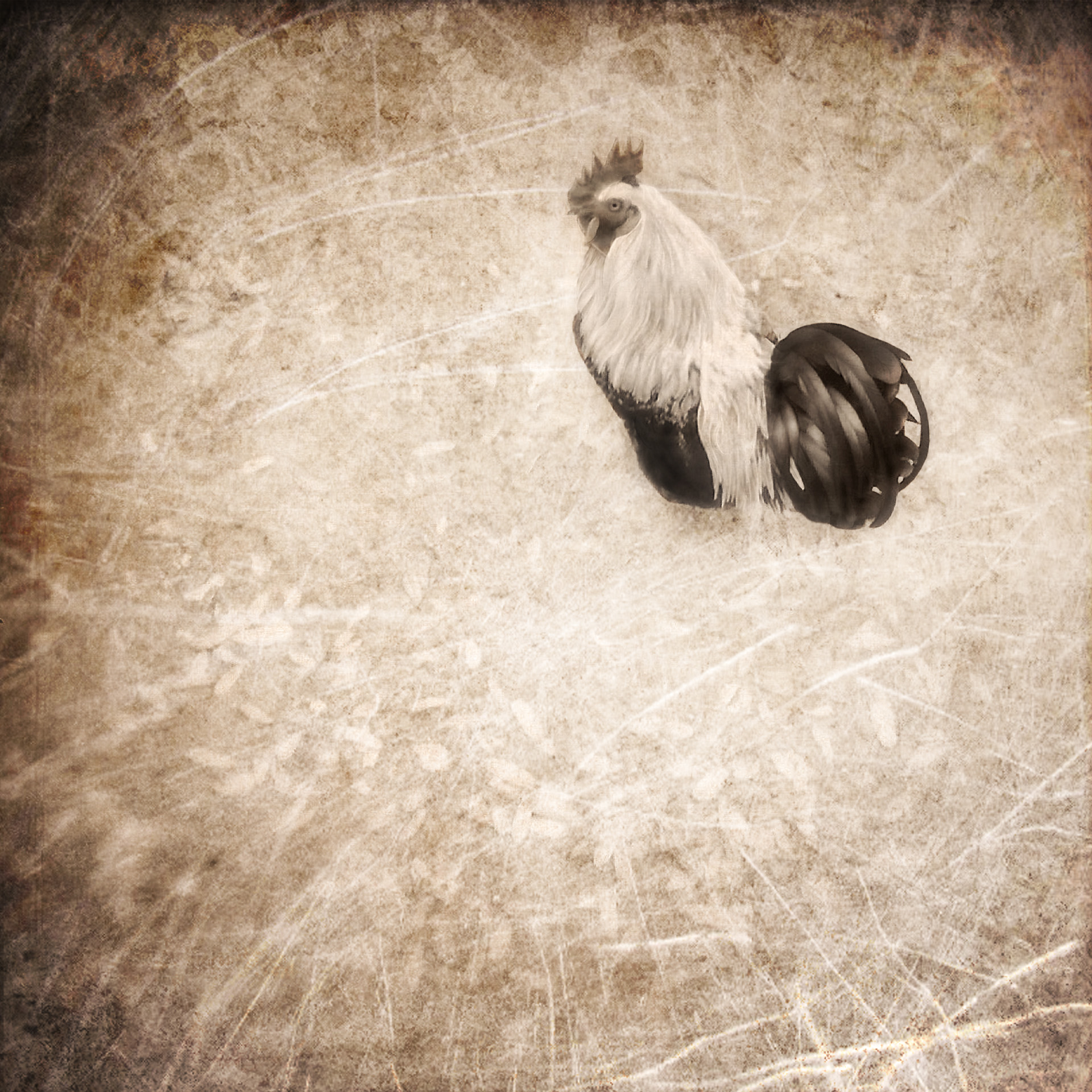 El gallo de San Antonio