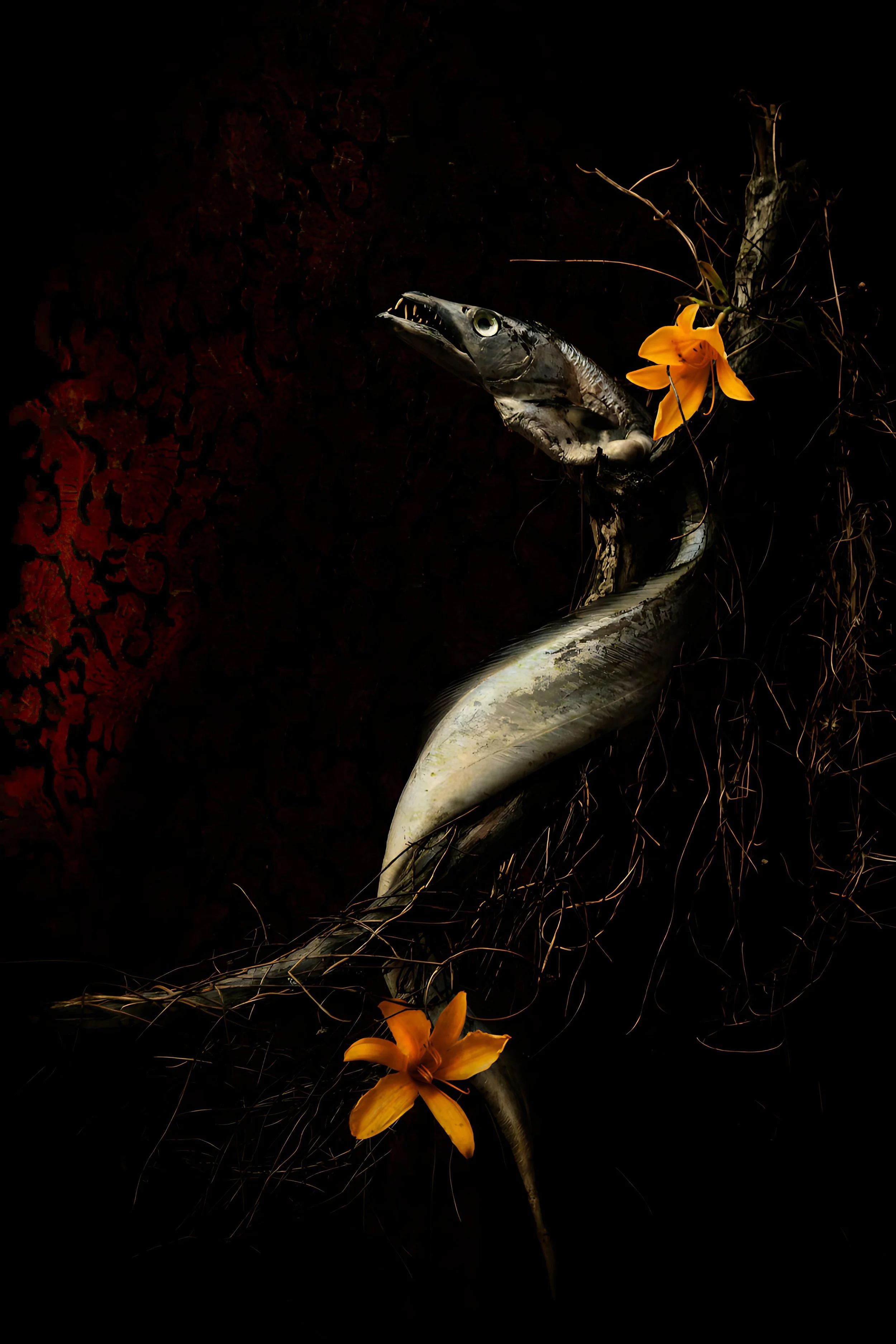 Belt fish_crop.enhanced.jpg