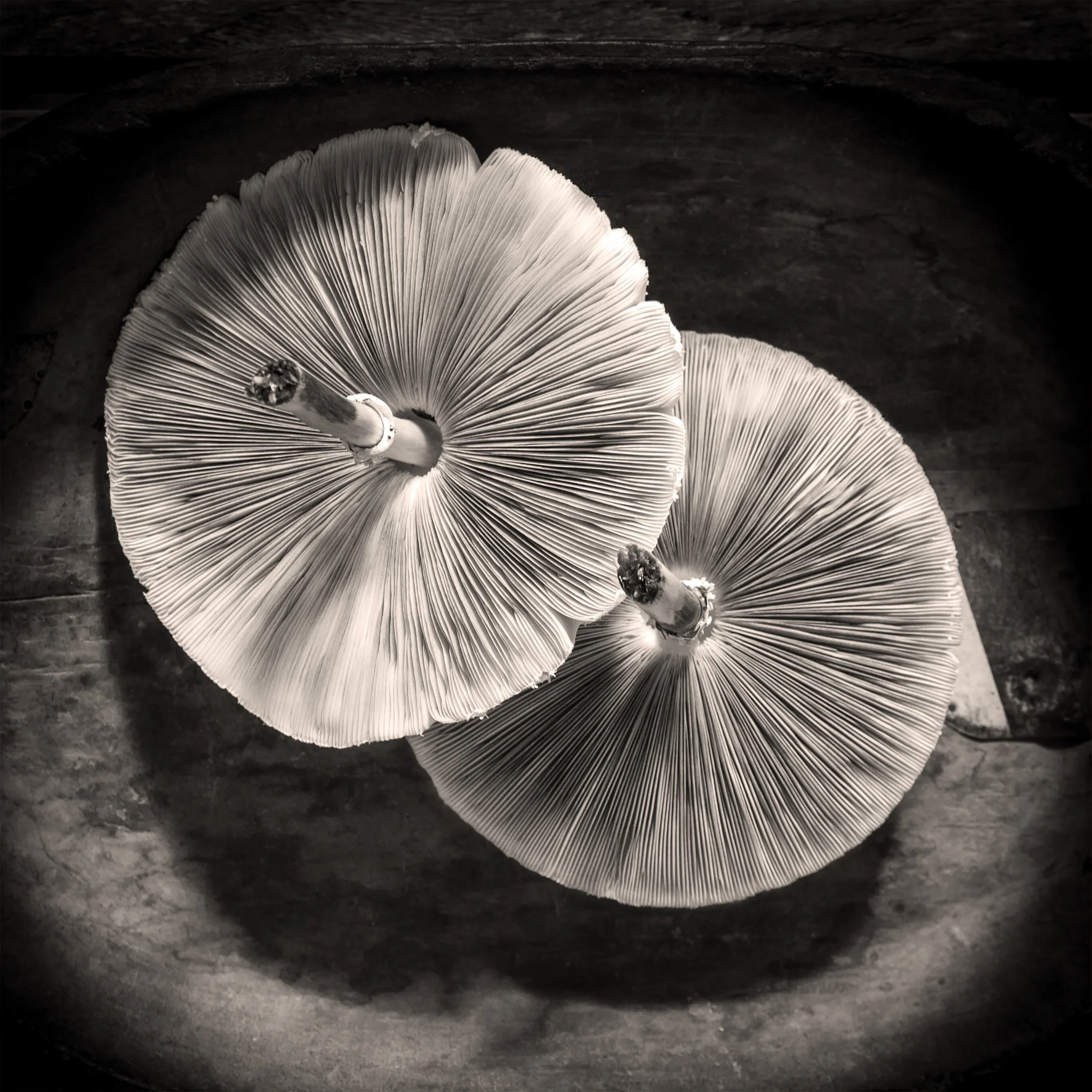 Mushrooms BW v1.jpg