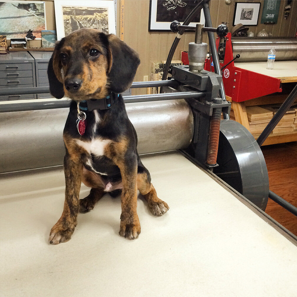  Puppy (Mr. Whipple) on the press bed. 