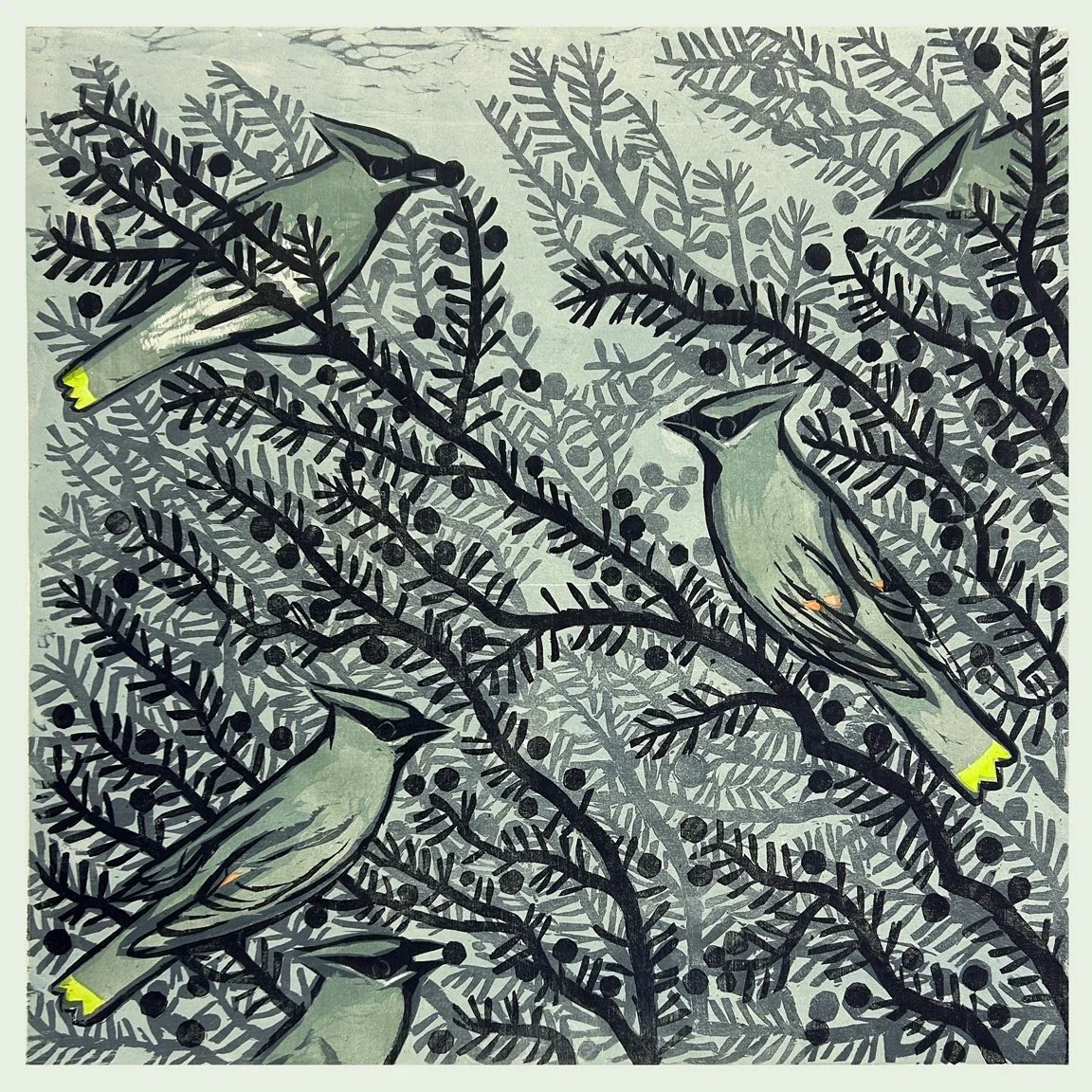 Waxwings in a Juniper