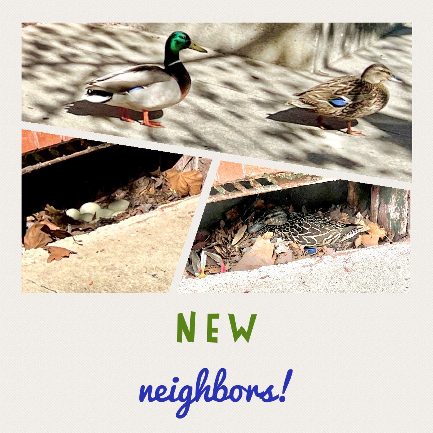 🐣✨ Egg-citing news! We have some adorable new neighbors &ndash; a family of ducks that laid eggs in the window well next door! 

We're contemplating names for our feathered friends and would love your suggestions! Drop your best duck names in the co
