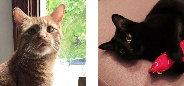 I also have two cats, Nova and Spaceman, who I never shut up about.