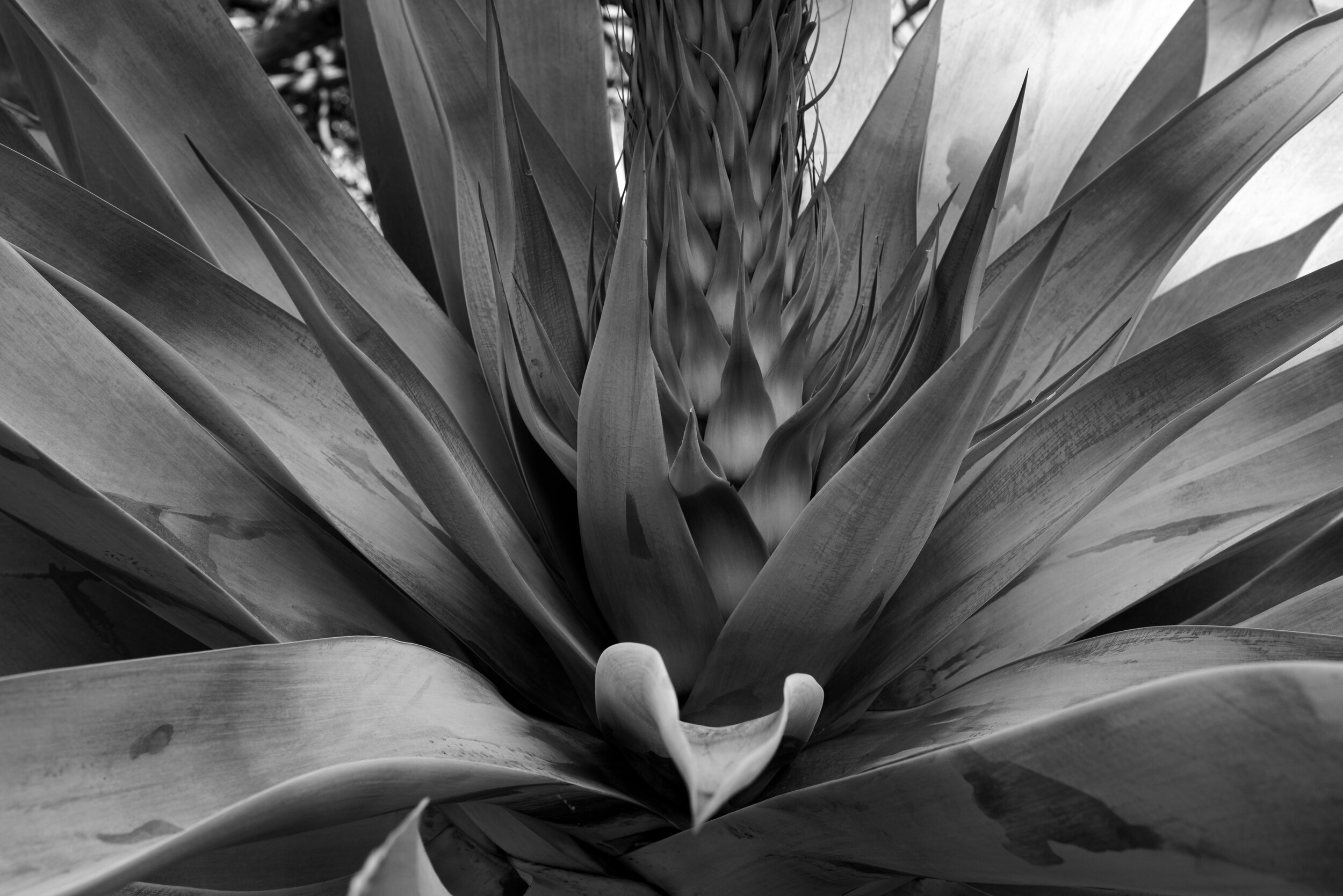 The Huntington Library, Art Collections and Botanical Gardens , San Marino - Los Angeles County, California, USA Nikon D610 2014-11-29 DSC_0682.jpg