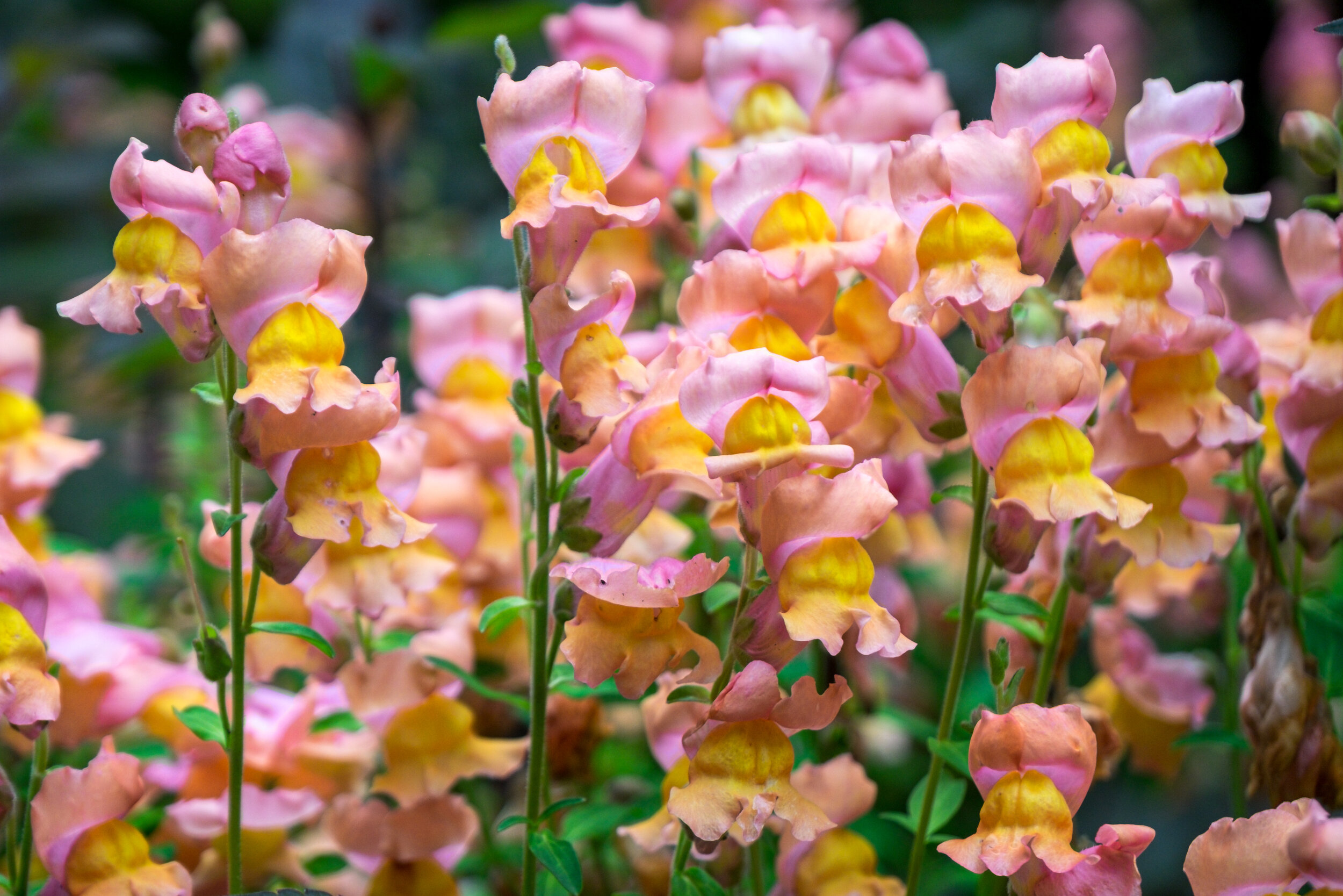 Snapdragon Flowers at the Butchart Gardens, British Columbia, Canada Fuijfilm X-T1 2017-10-07 DSCF5748.jpg