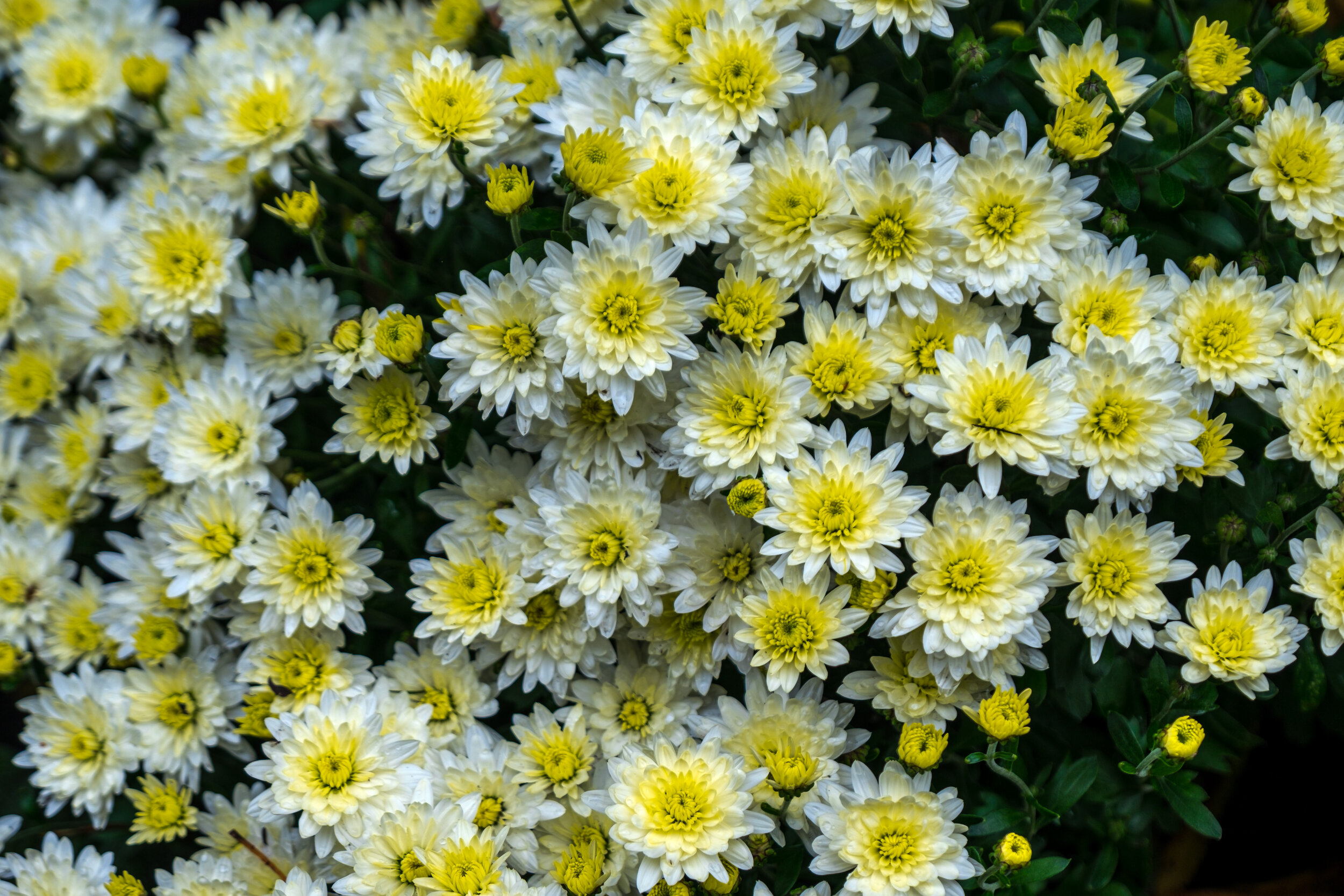 White Chrysanthemums at the Butchart Gardens, British Columbia, Canada Fuijfilm X-T1 2017-10-07 DSCF5736.jpg
