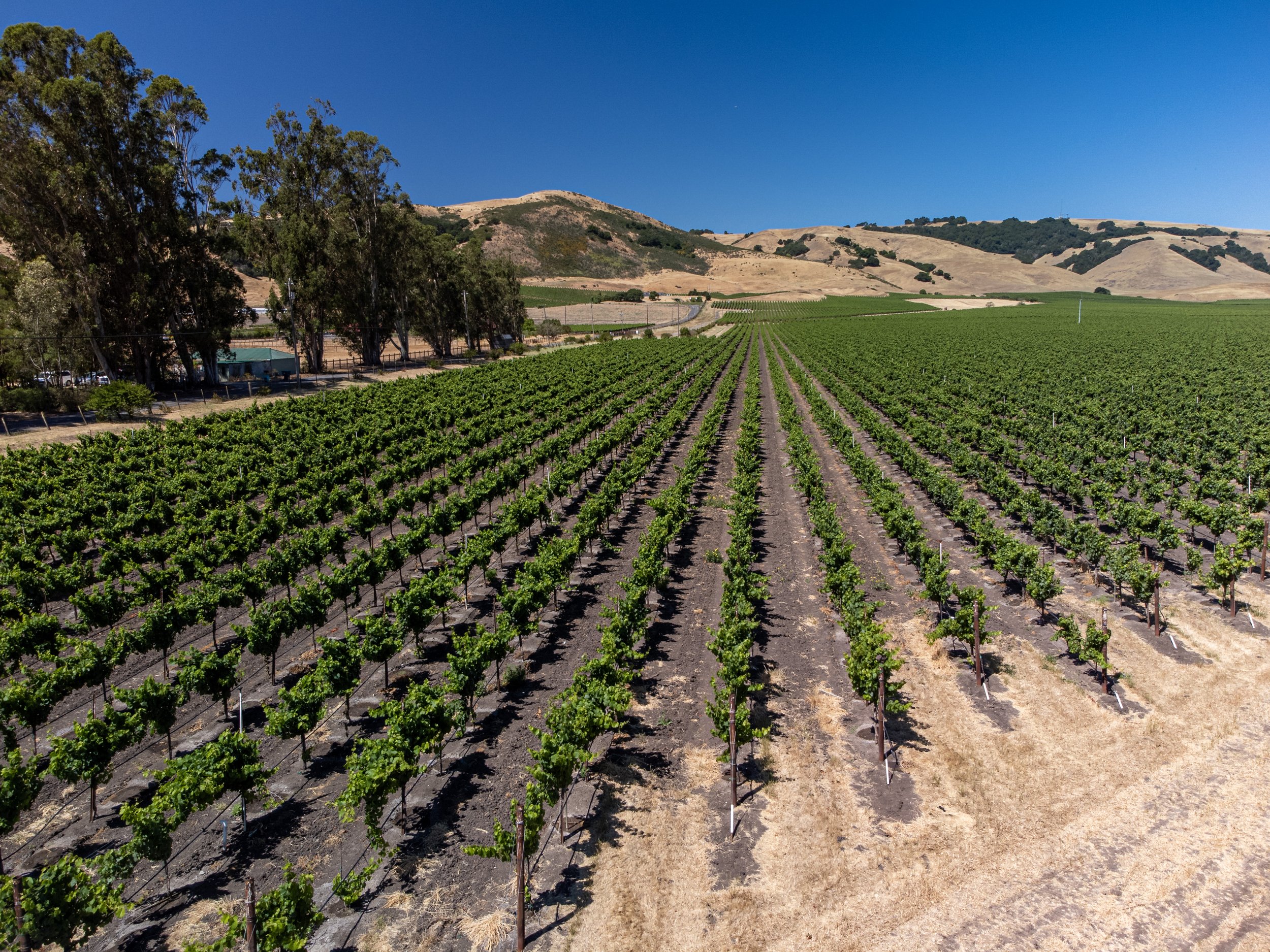 Winery Vineyard Aerial Photo