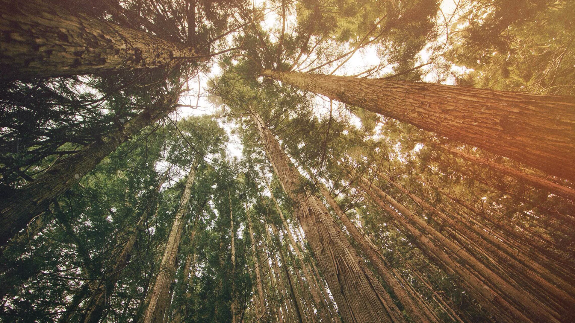 Skyward Trees Ministry Wallpaper.jpg