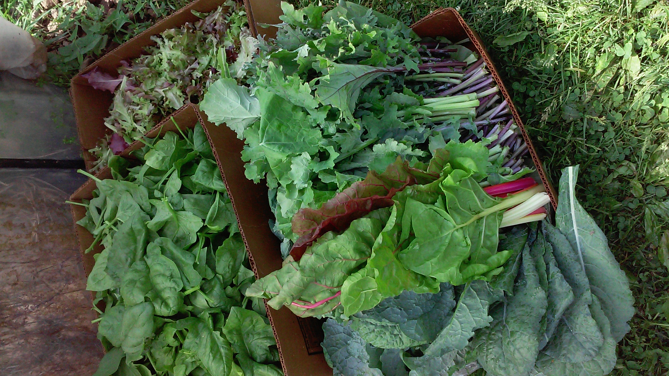 Freshly harvested, sustainably grown!