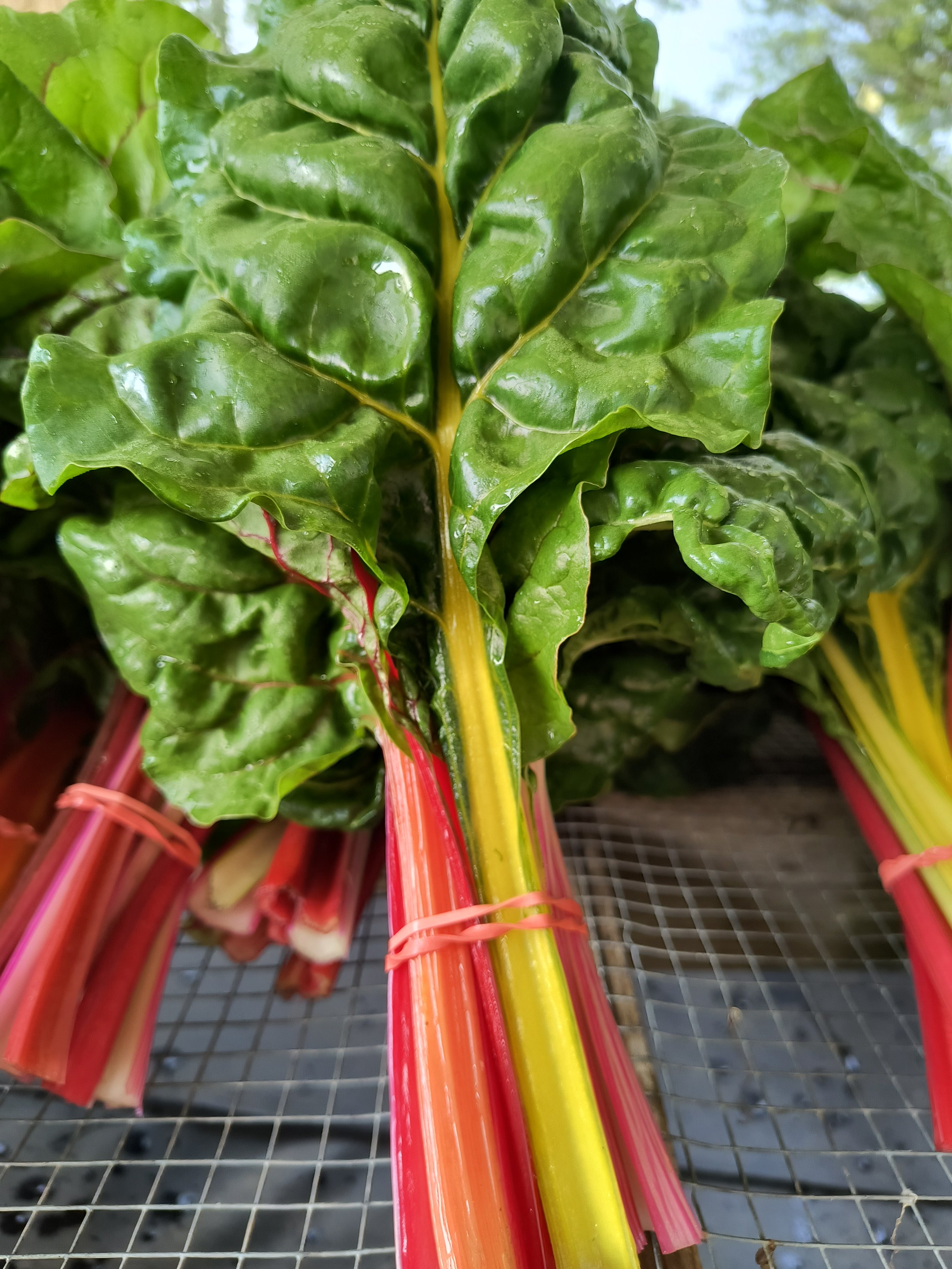 1000018055 - Copy.jpg