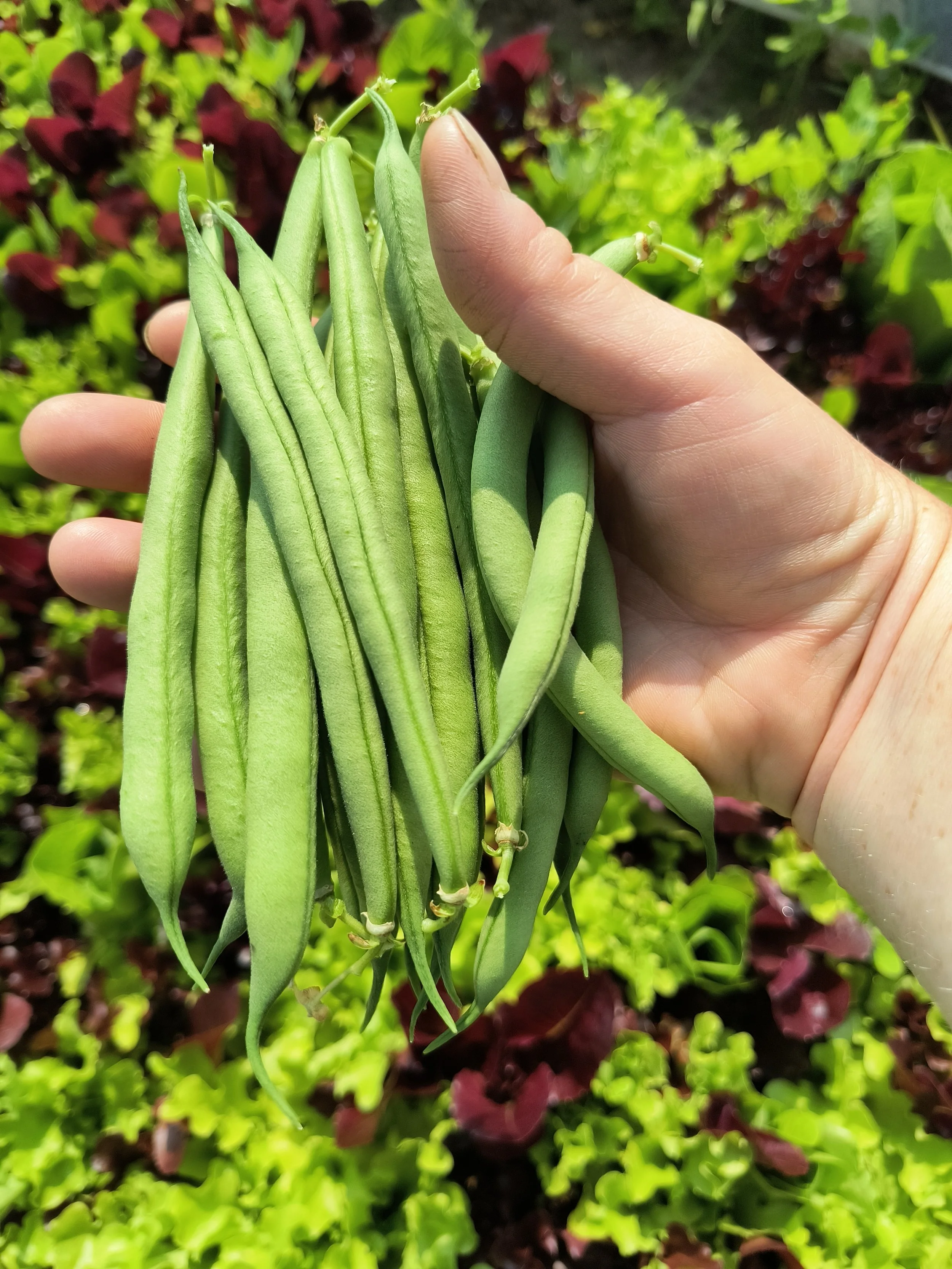 1000018080 - Copy.jpg