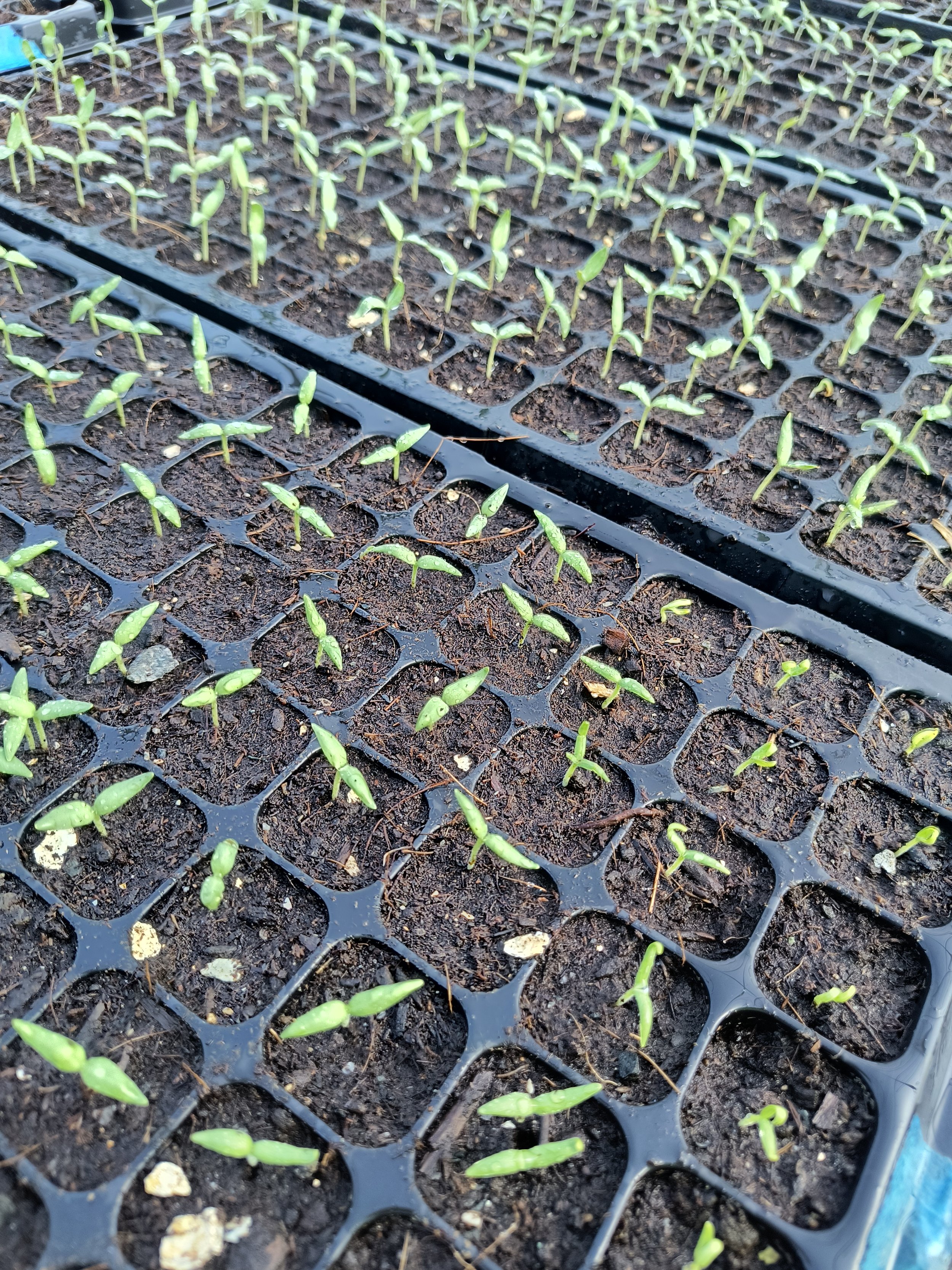 1000016648 - Copy.jpg