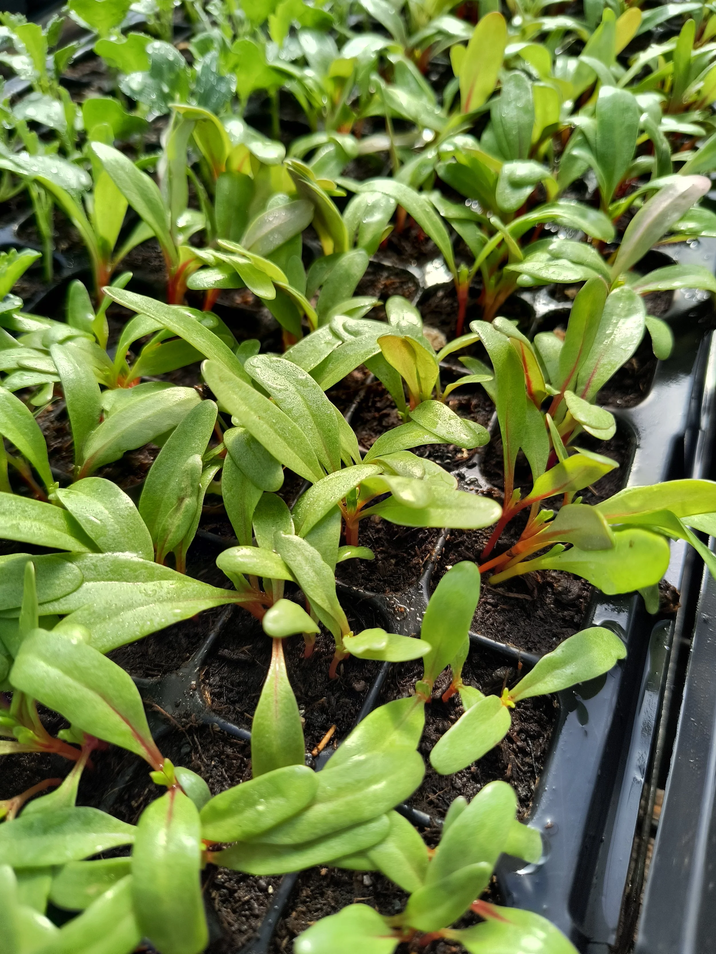 1000016654 - Copy.jpg