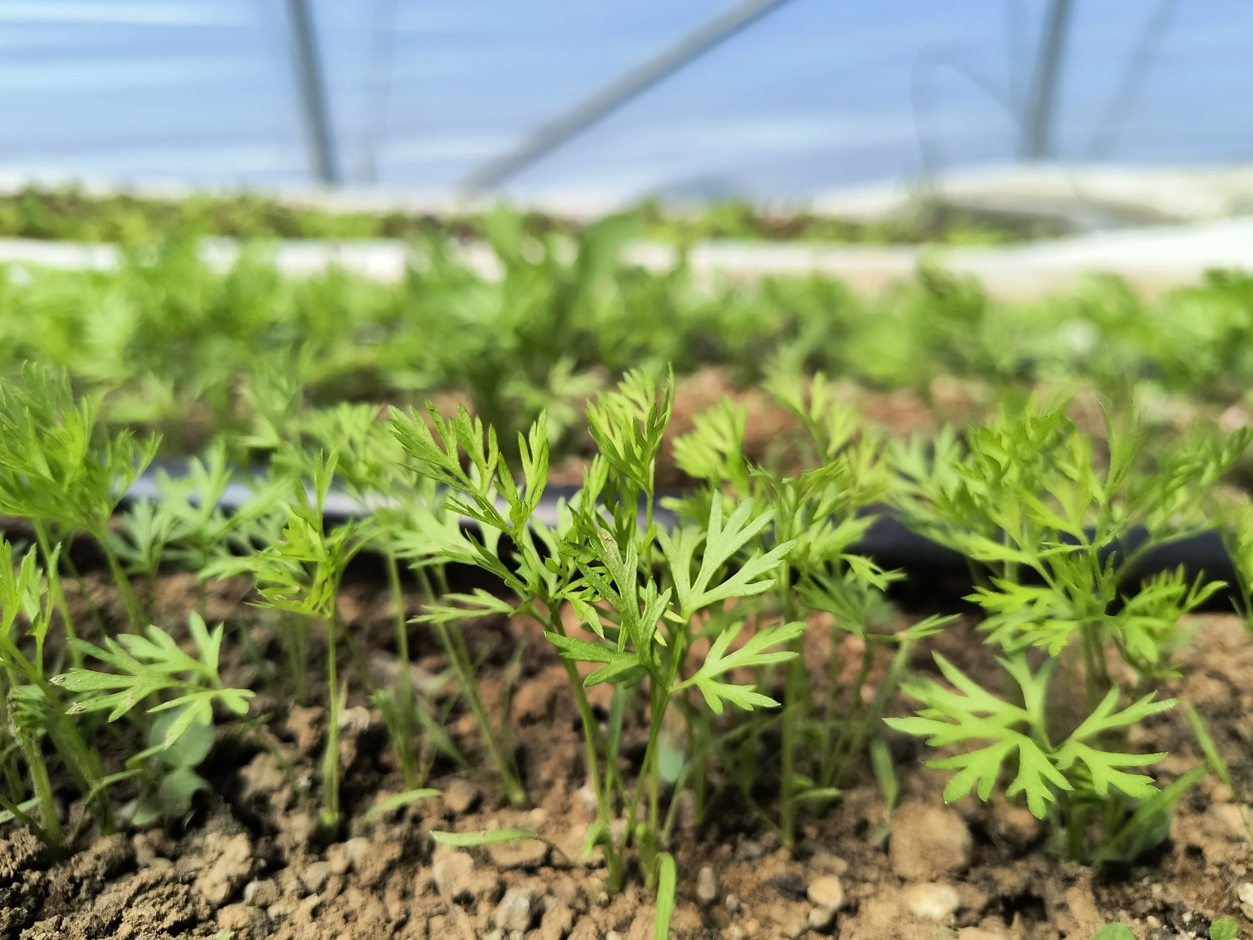 1000016680 - Copy.jpg