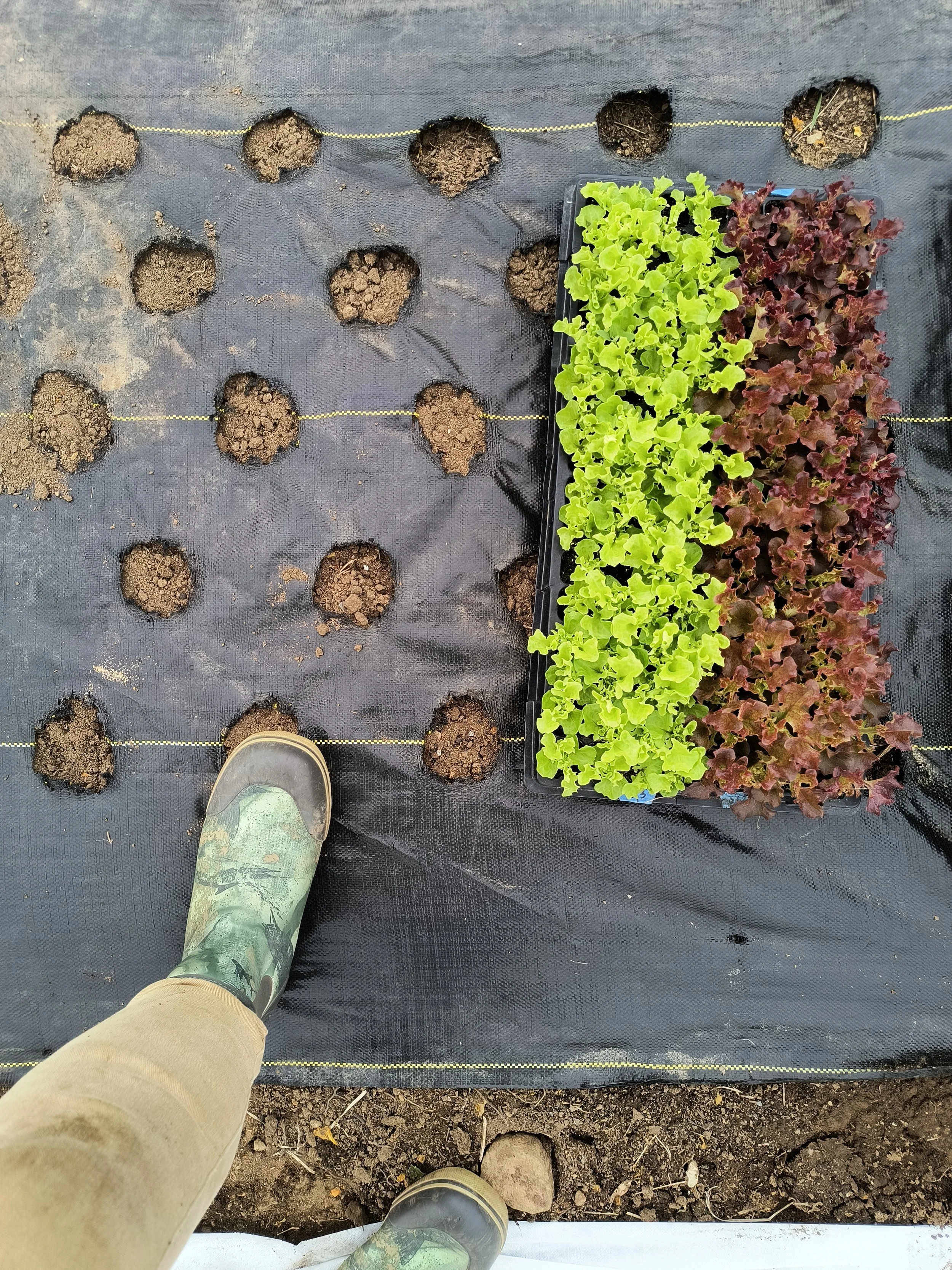 1000016694 - Copy.jpg